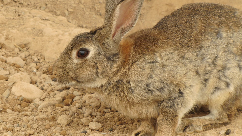 Rabbit(dezfule zoo)