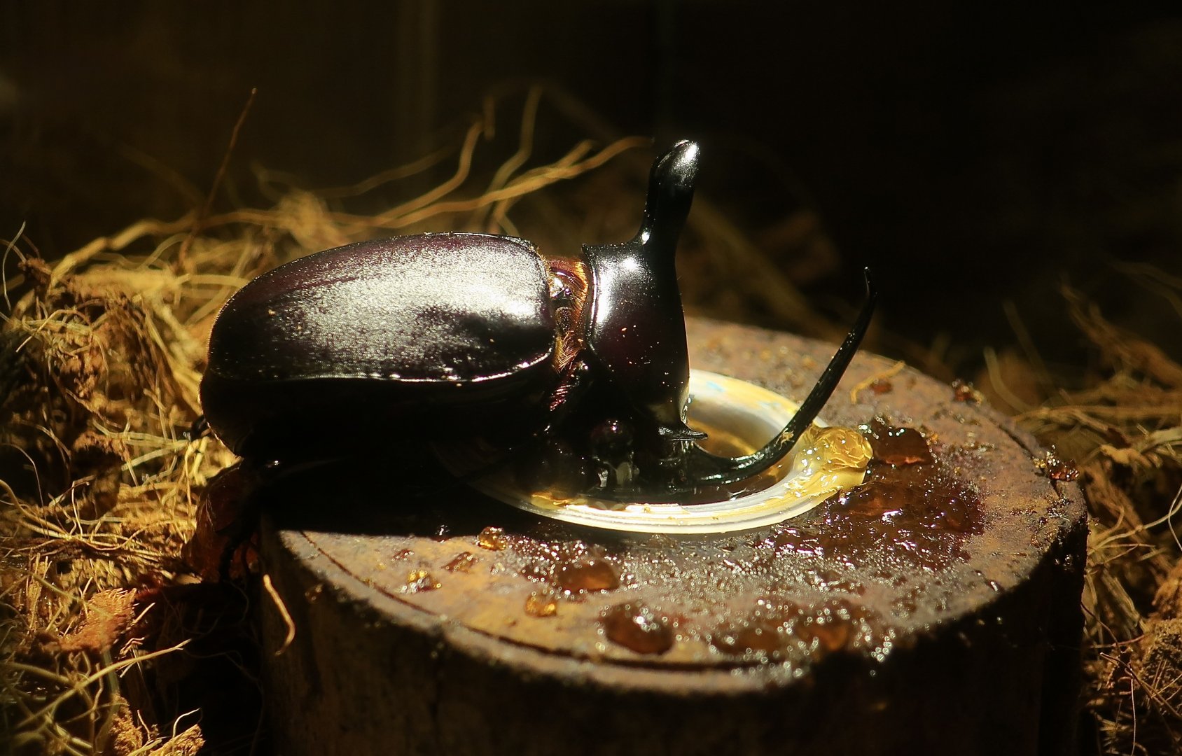 Rabbit Ears Beetle (Eupatorus birmanicus) male - Taiwan Insect Museum