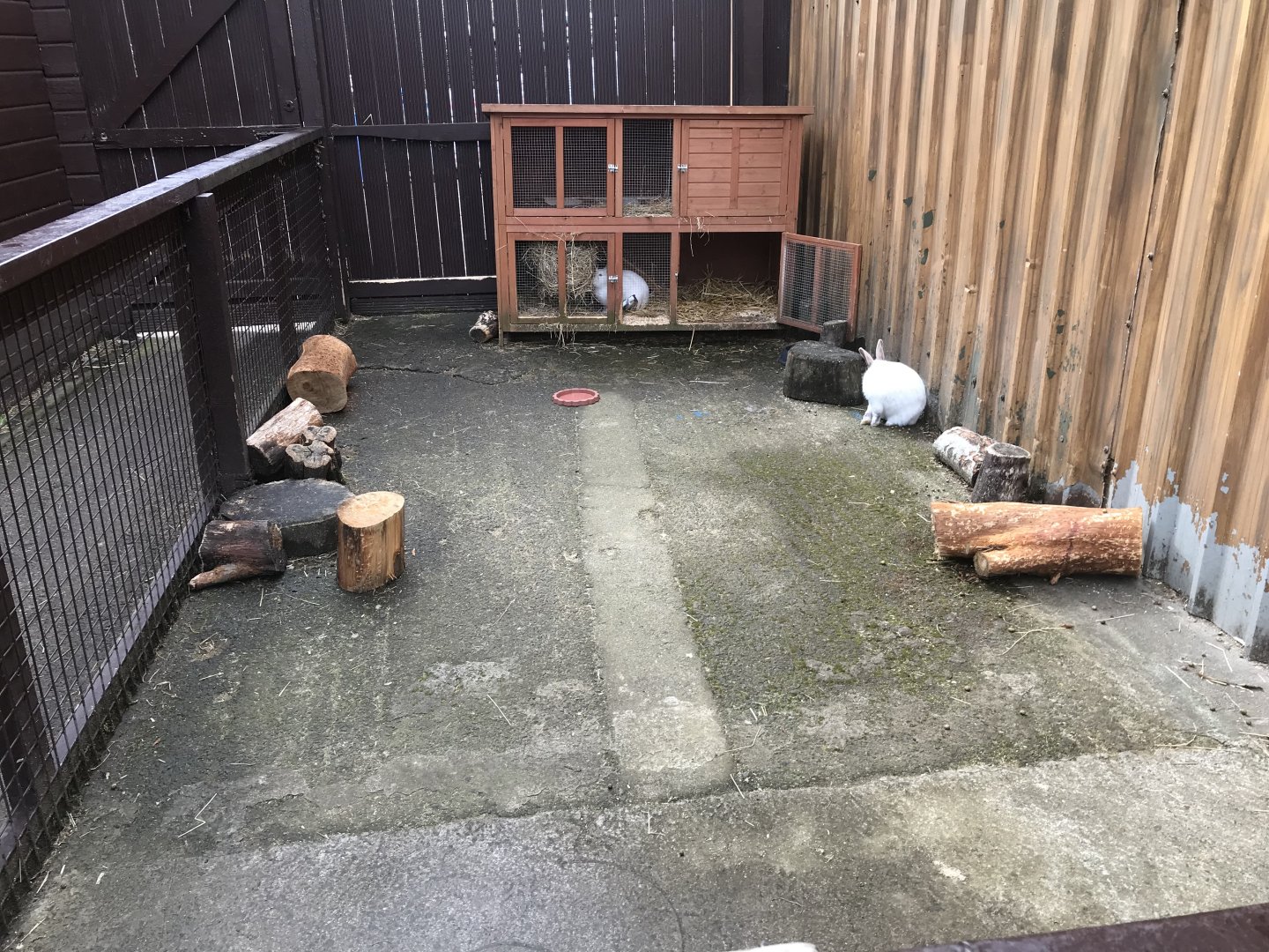 Rabbit enclosure (3)