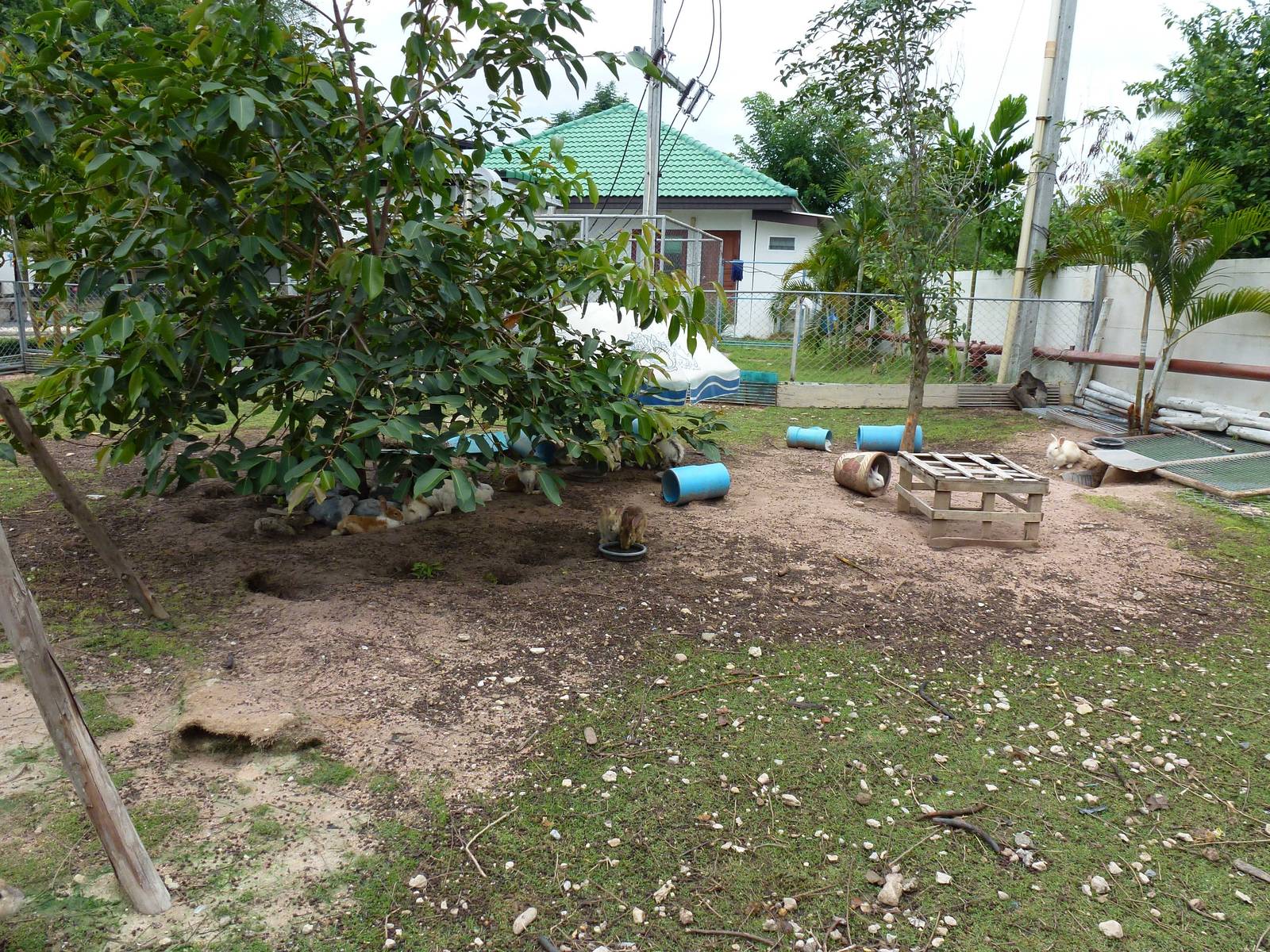 Rabbit enclosure, June 2013