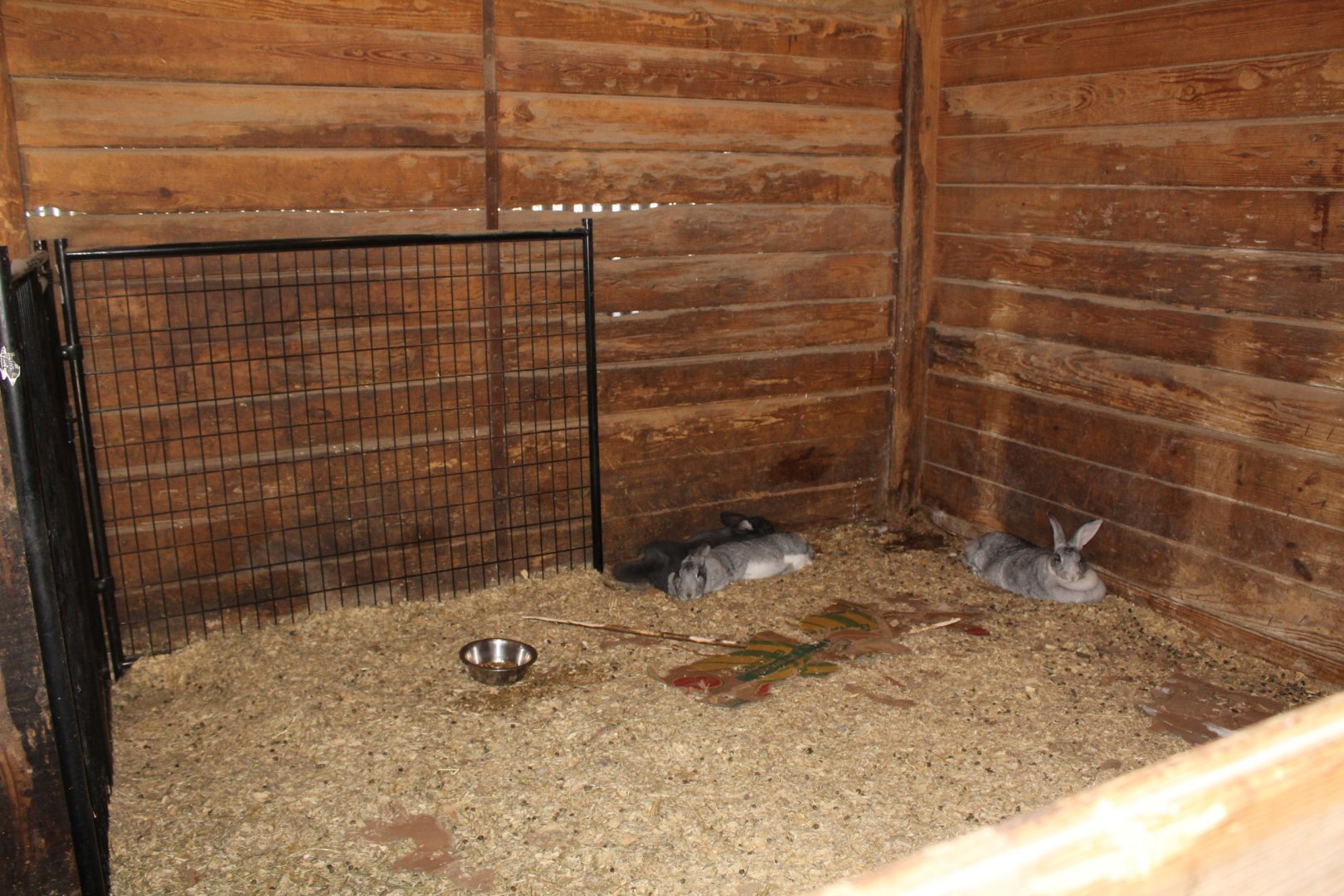 Rabbit Enclosure