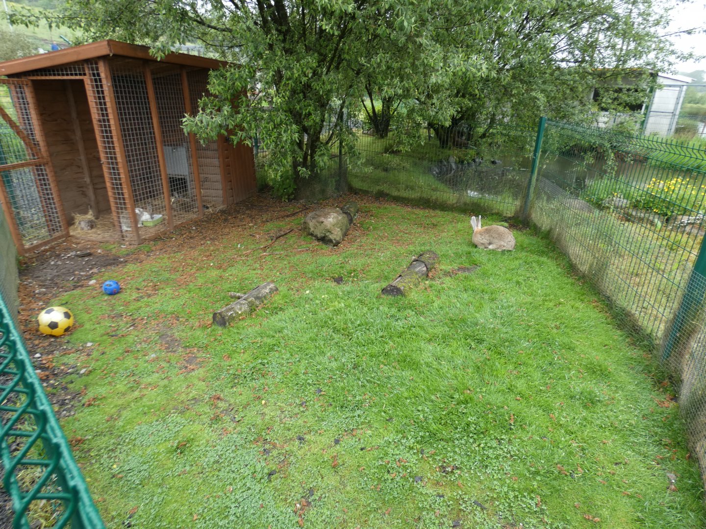 Rabbit enclosure