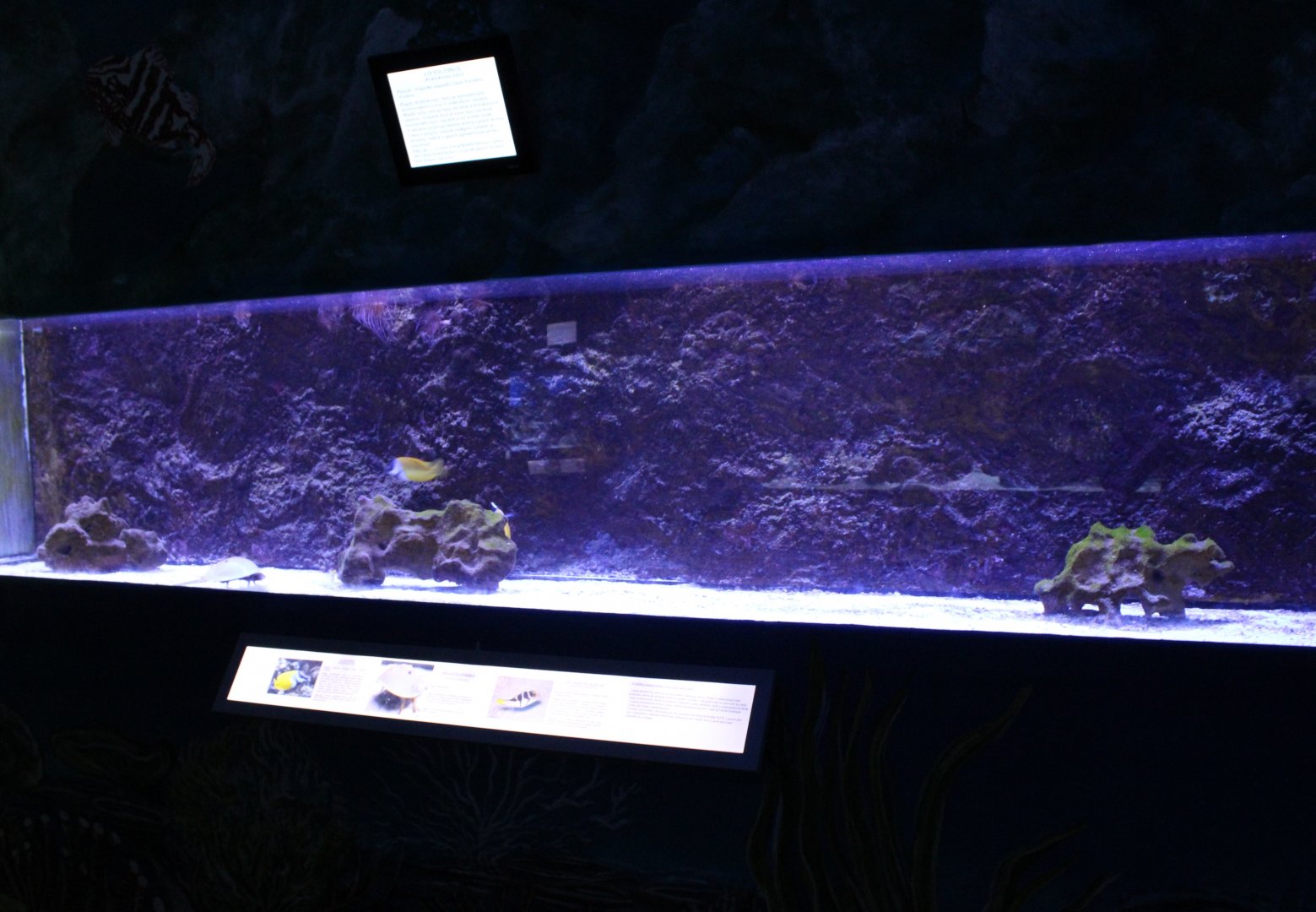 Rabbit fish aquarium