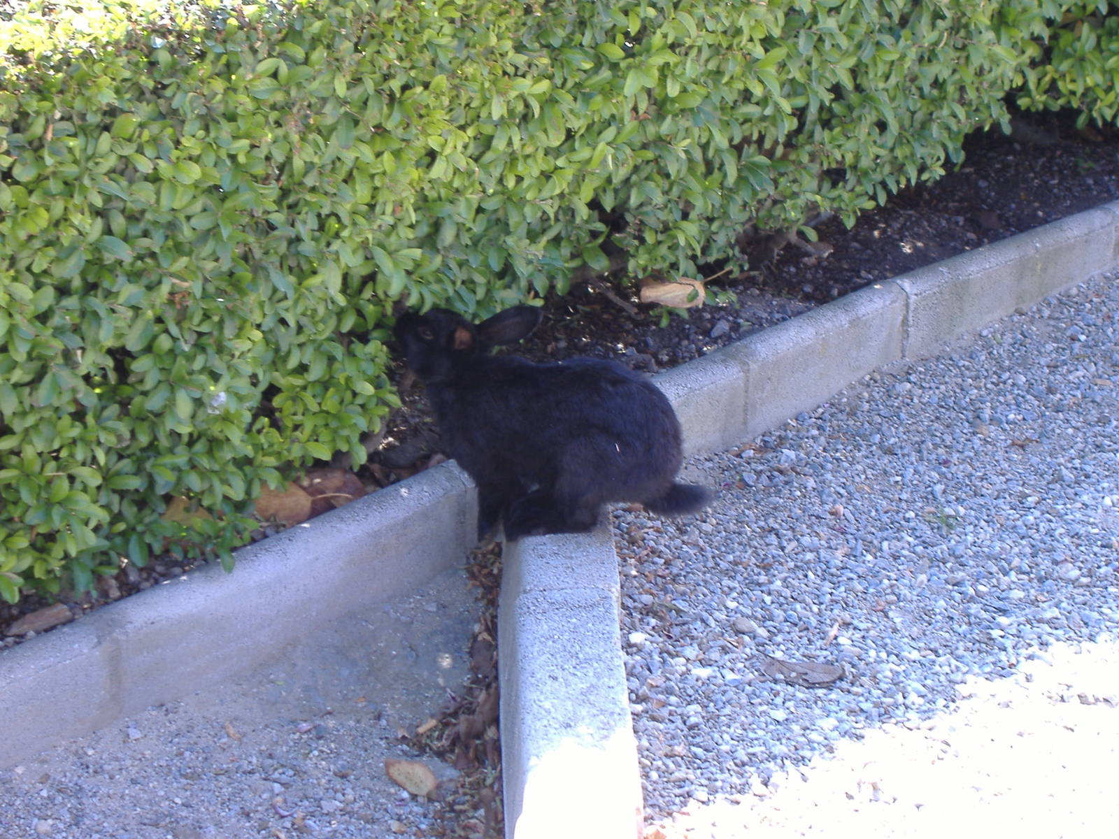 Rabbit in Paloma Park, Benalmadena, Malaga