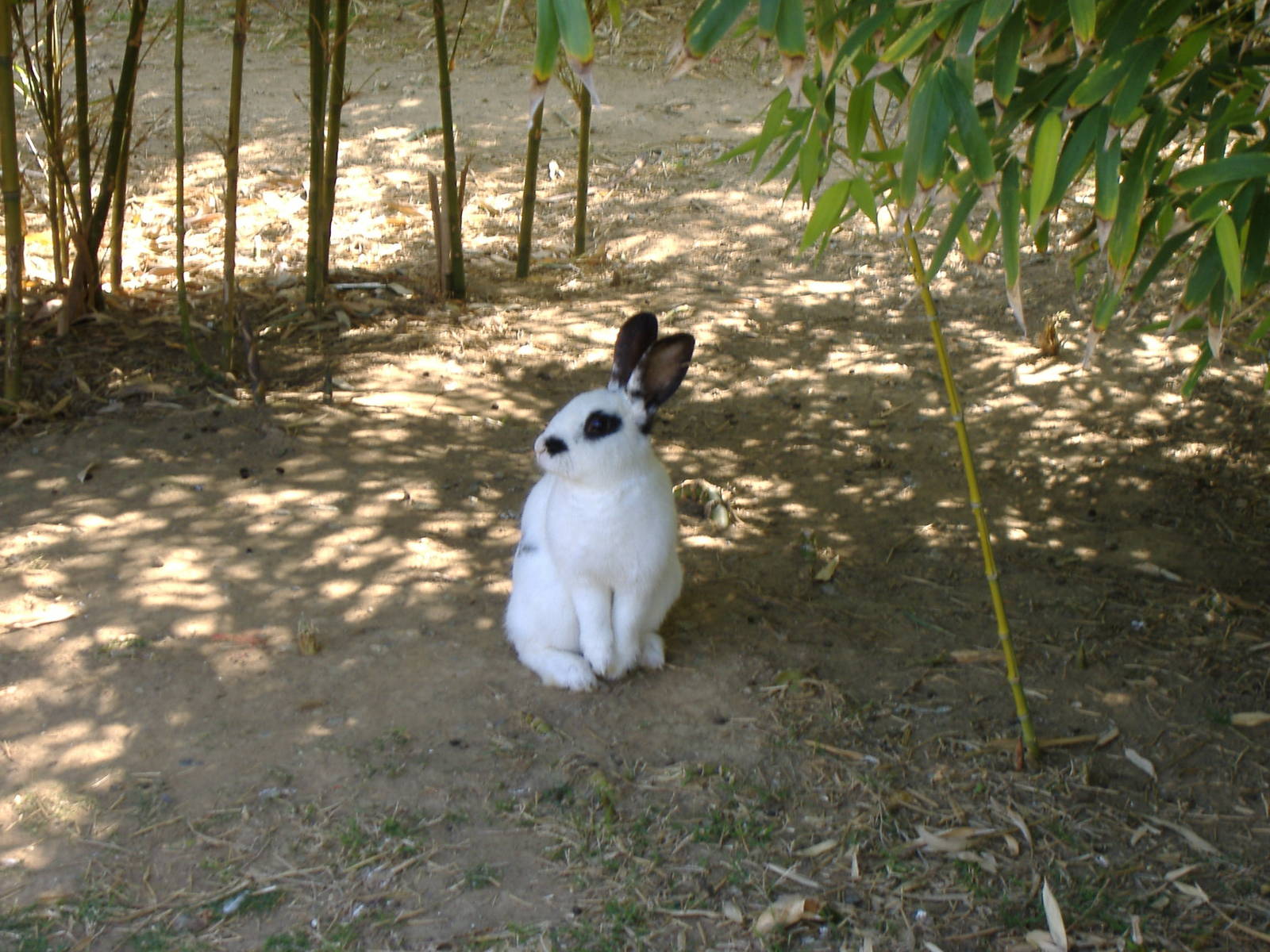 Rabbit in Paloma Park, Benalmadena, Malaga