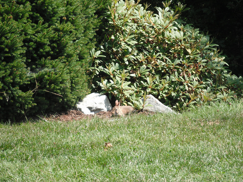 Rabbit in picnic area