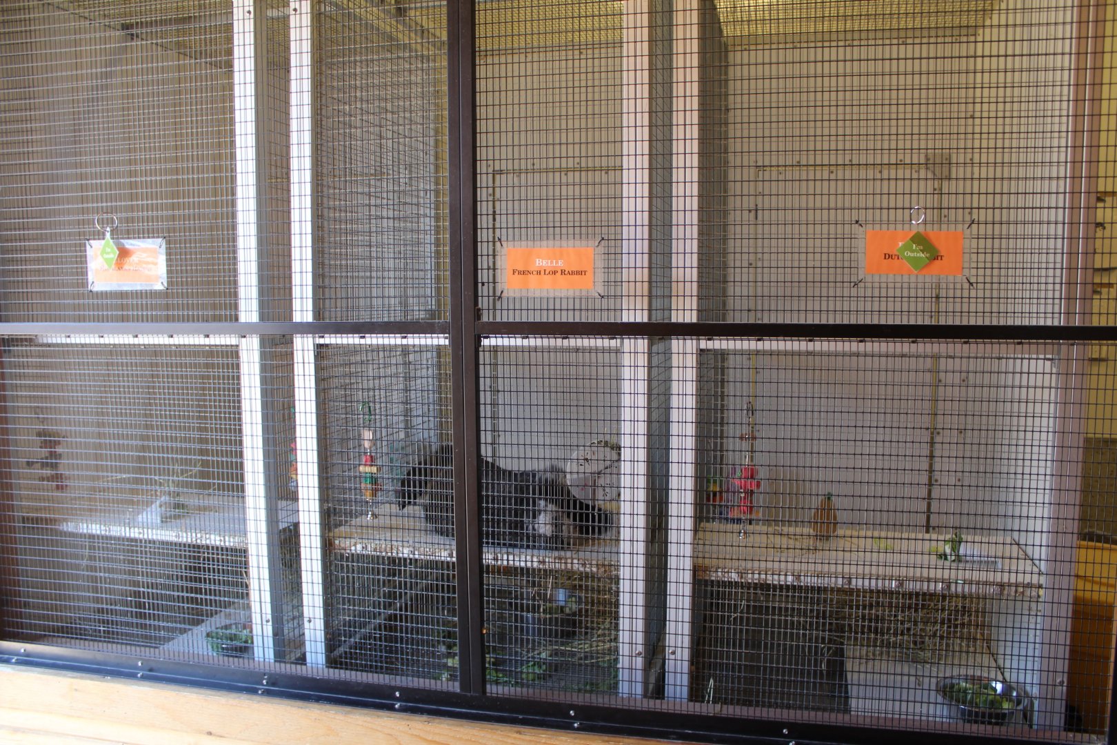 Rabbit Indoors - Animal Care Center