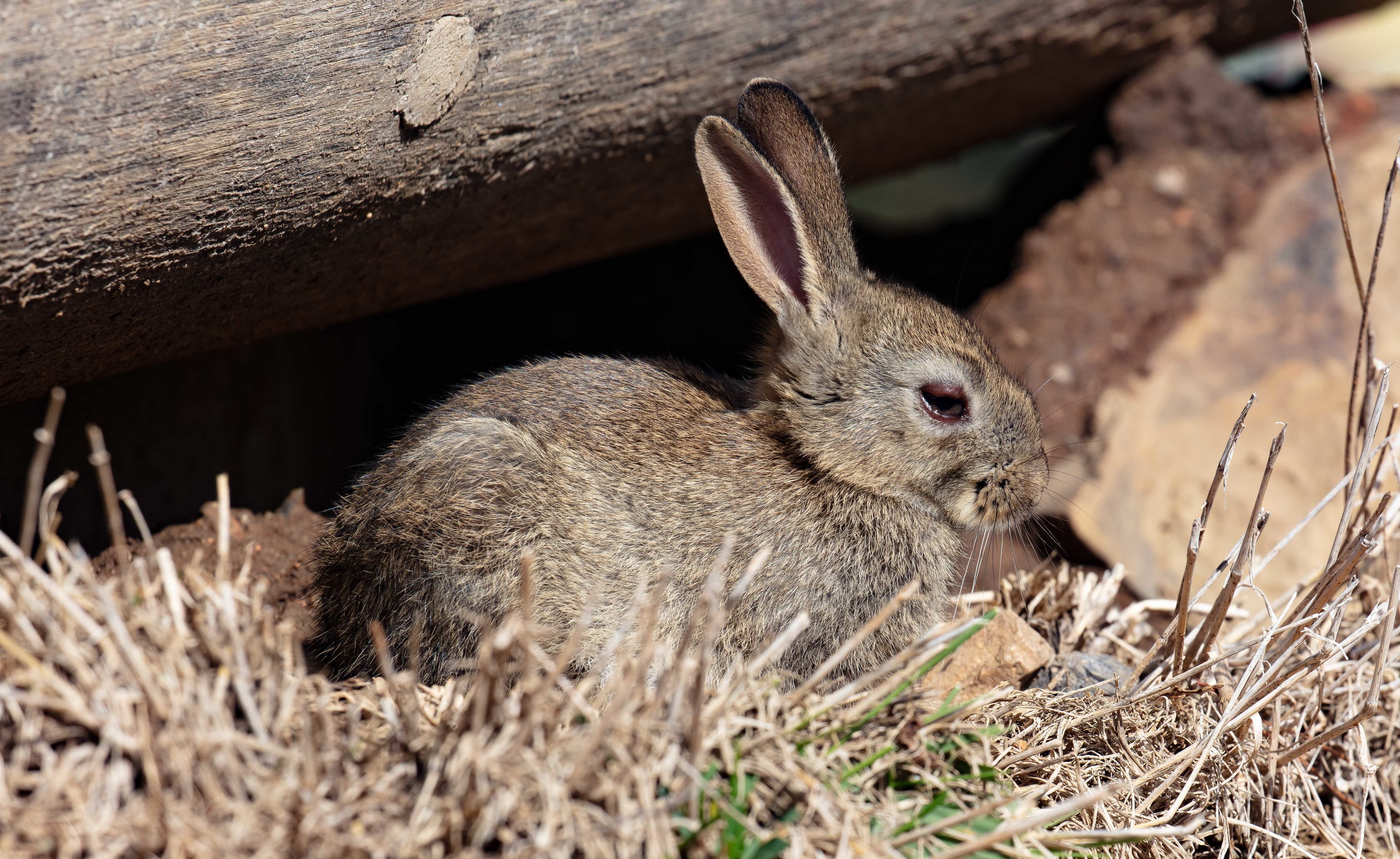 Rabbit living in the Hairy-nosed Wombat Exhibit