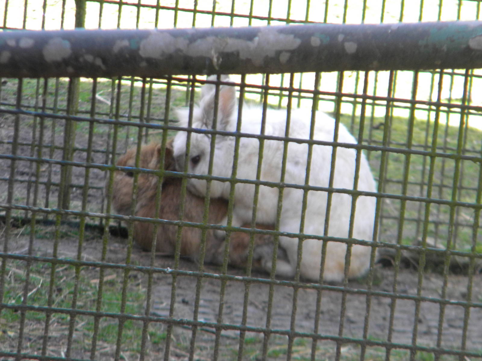 Rabbit mating at Blackpool Zoo 10th April 2011