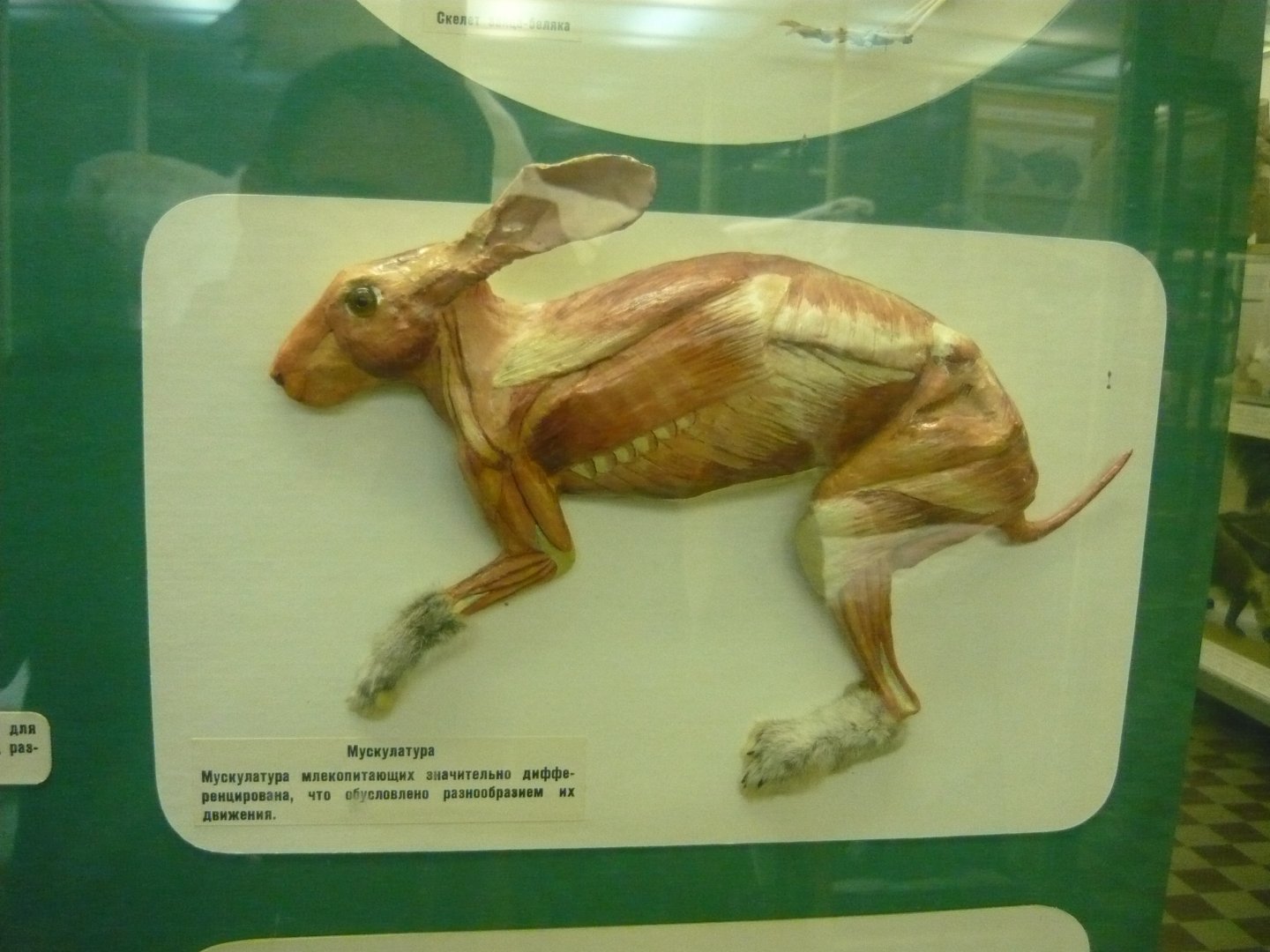 Rabbit musculature