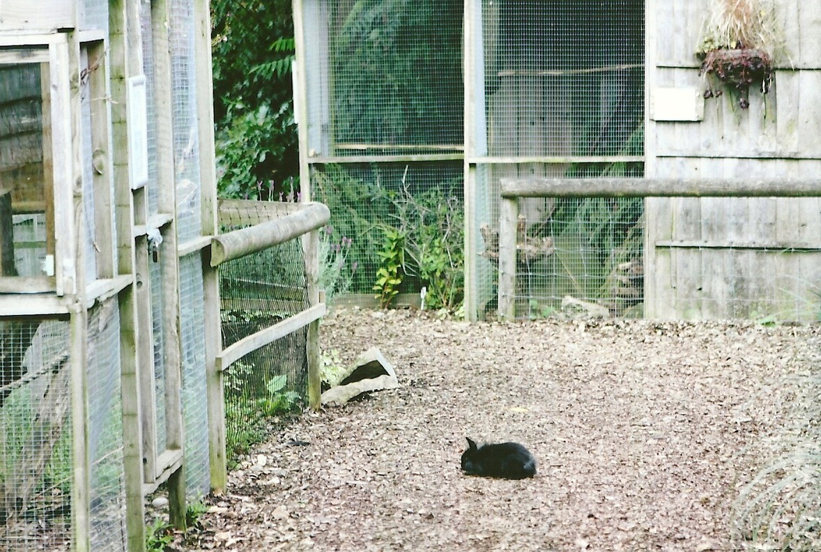 Rabbit on path 11th September 2012
