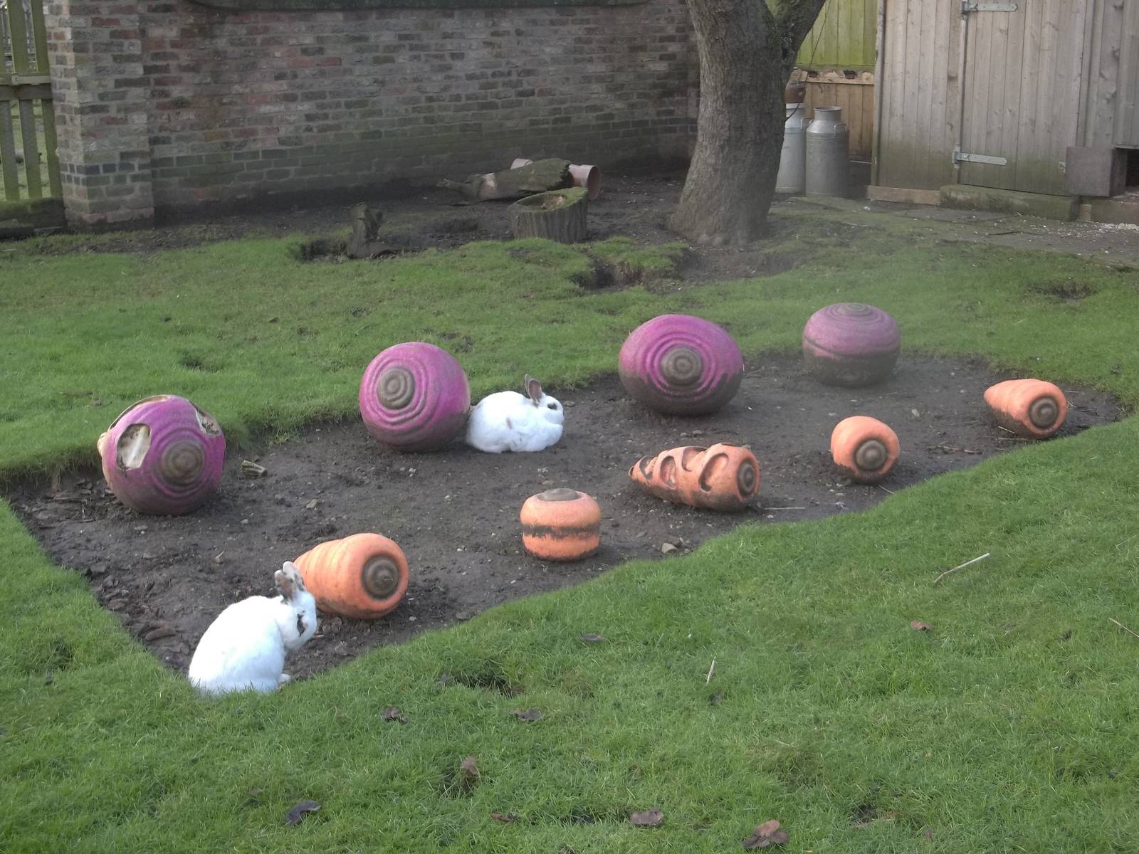 Rabbit patch in Muddy Duck Farm, 27th December 2014