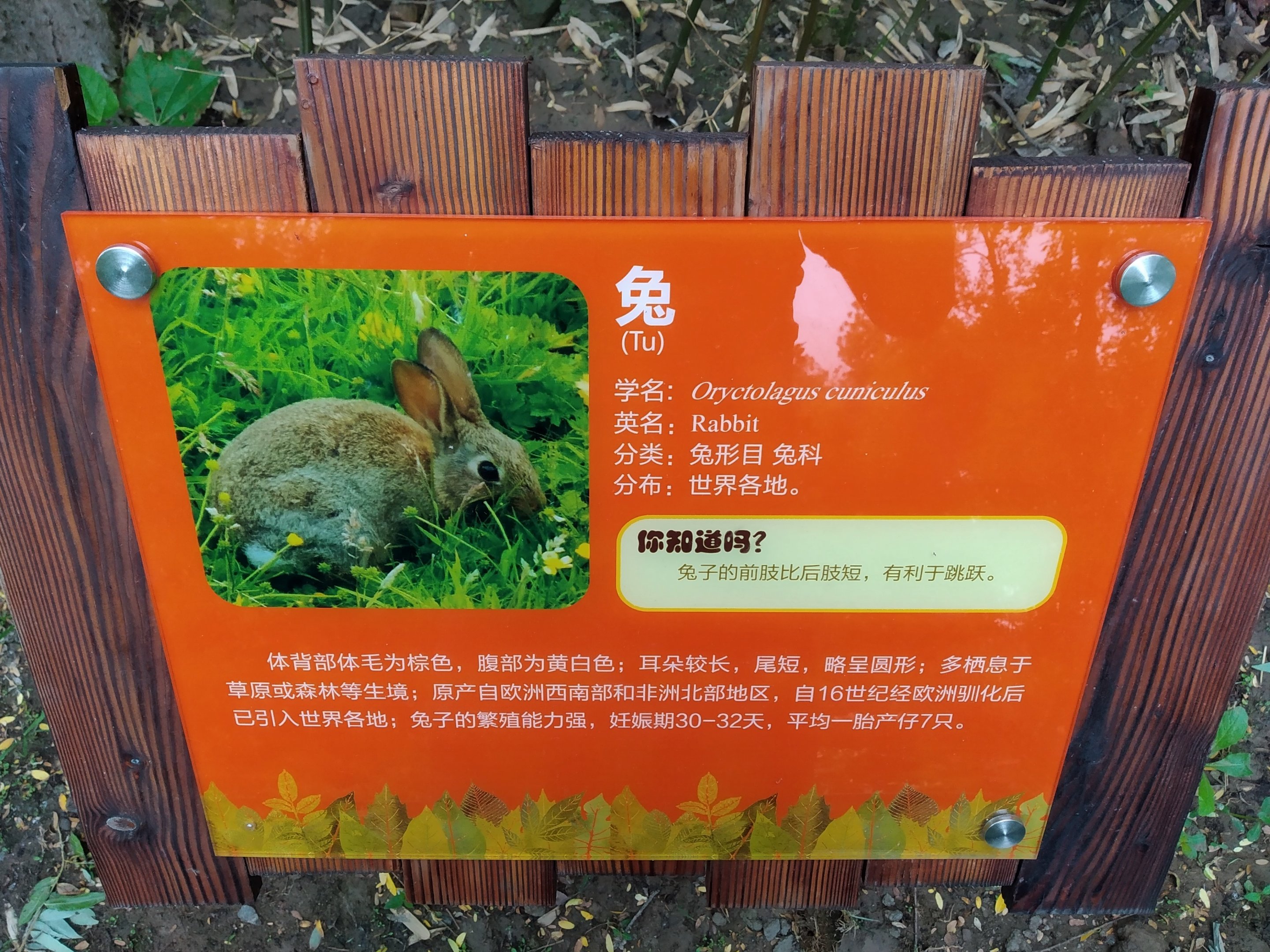 Rabbit Signage