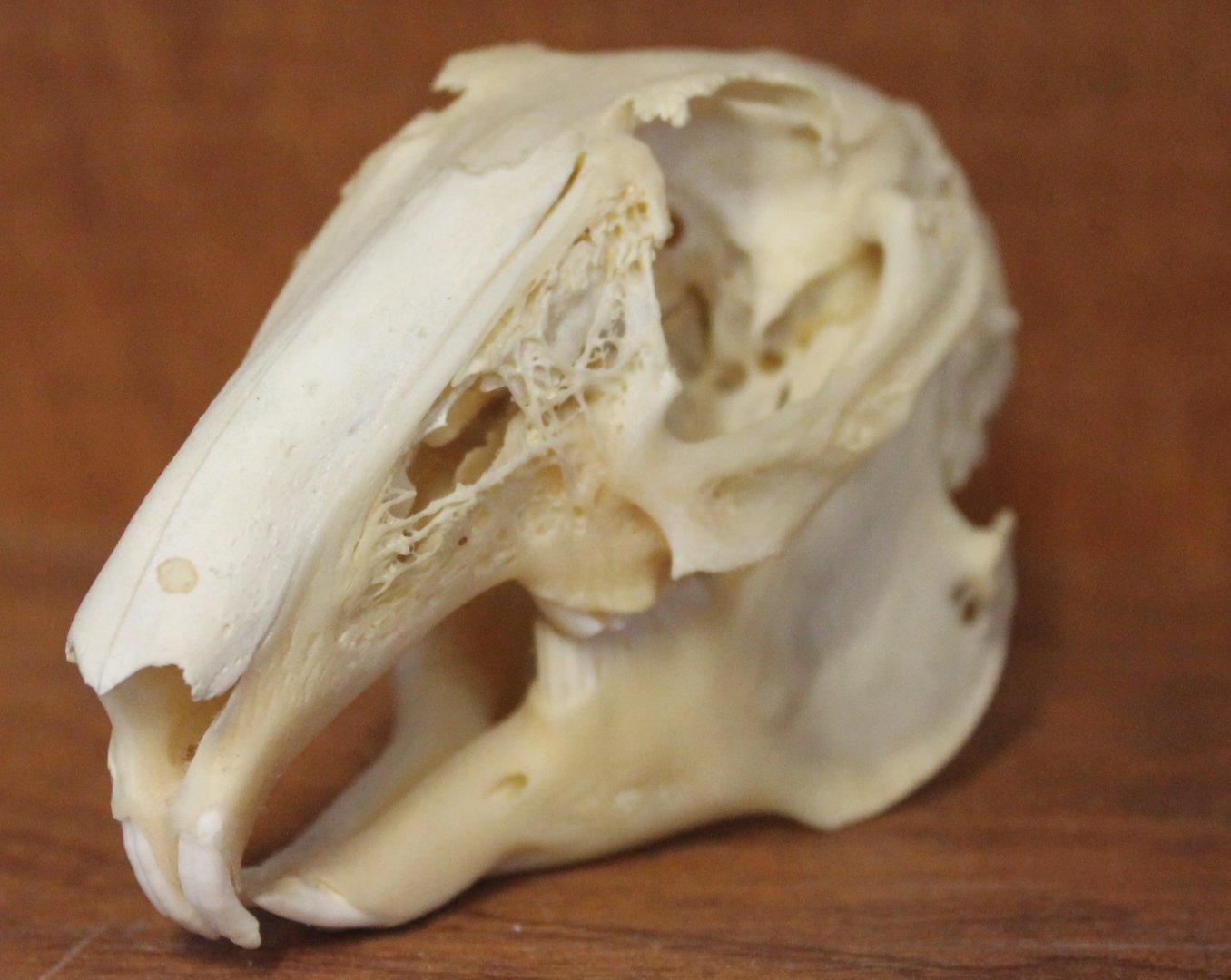 Rabbit skull