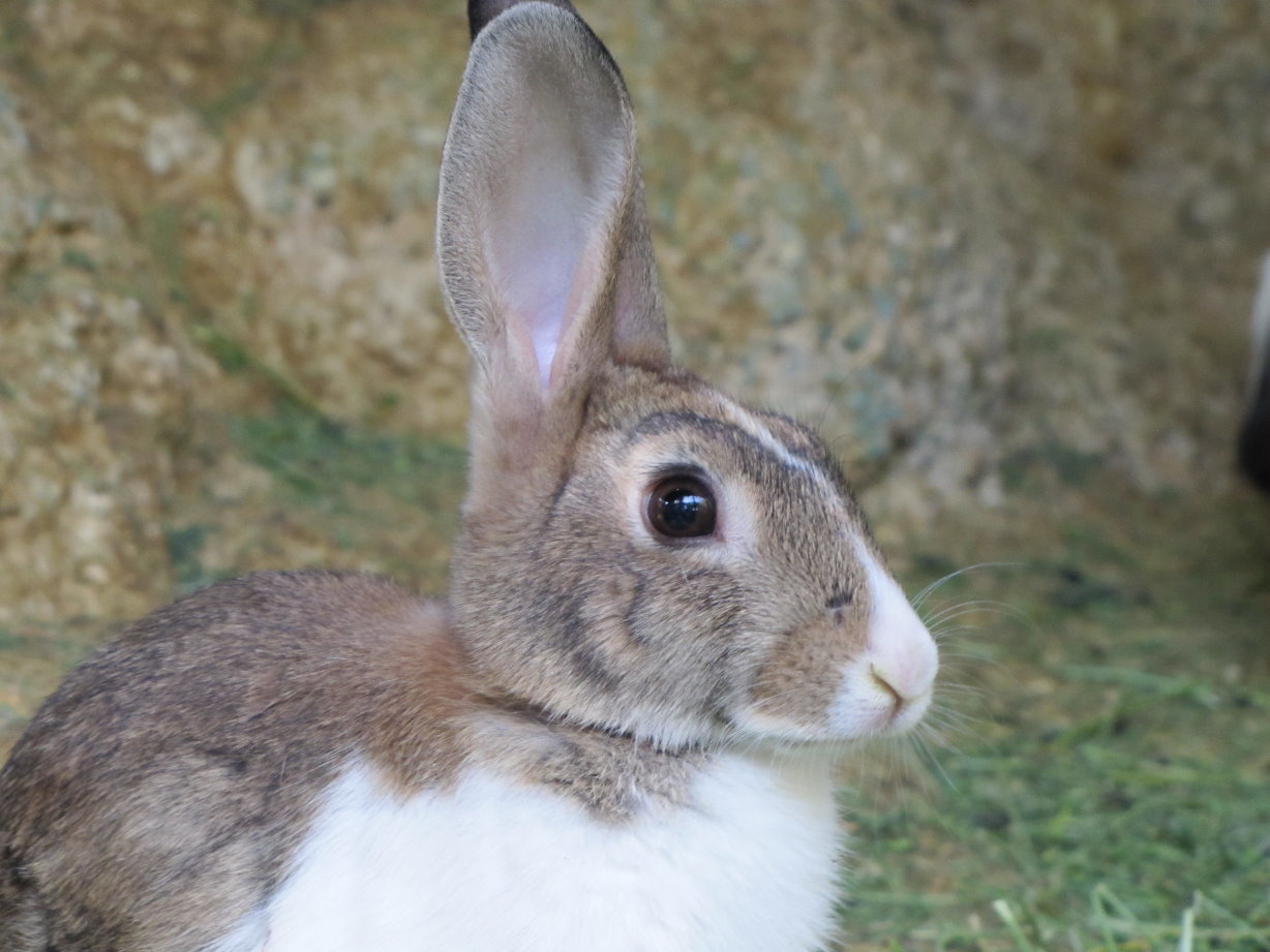 Rabbit(tehran zoo)