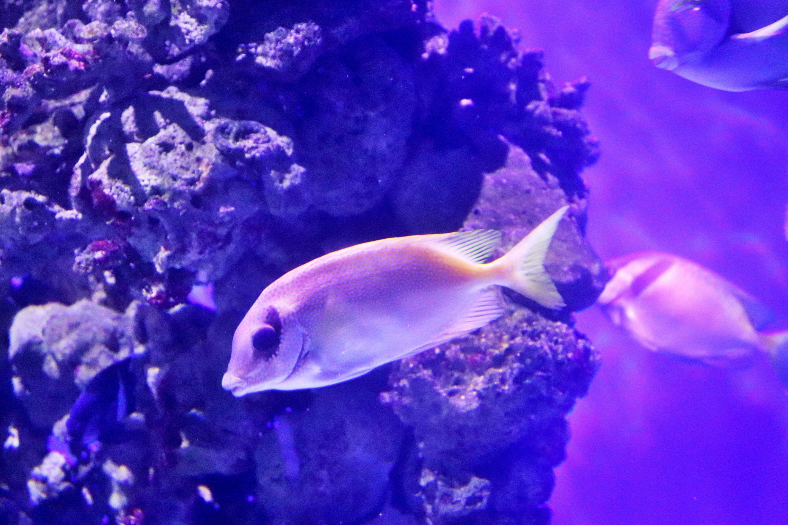 Rabbitfish ID? Melbourne Aquarium