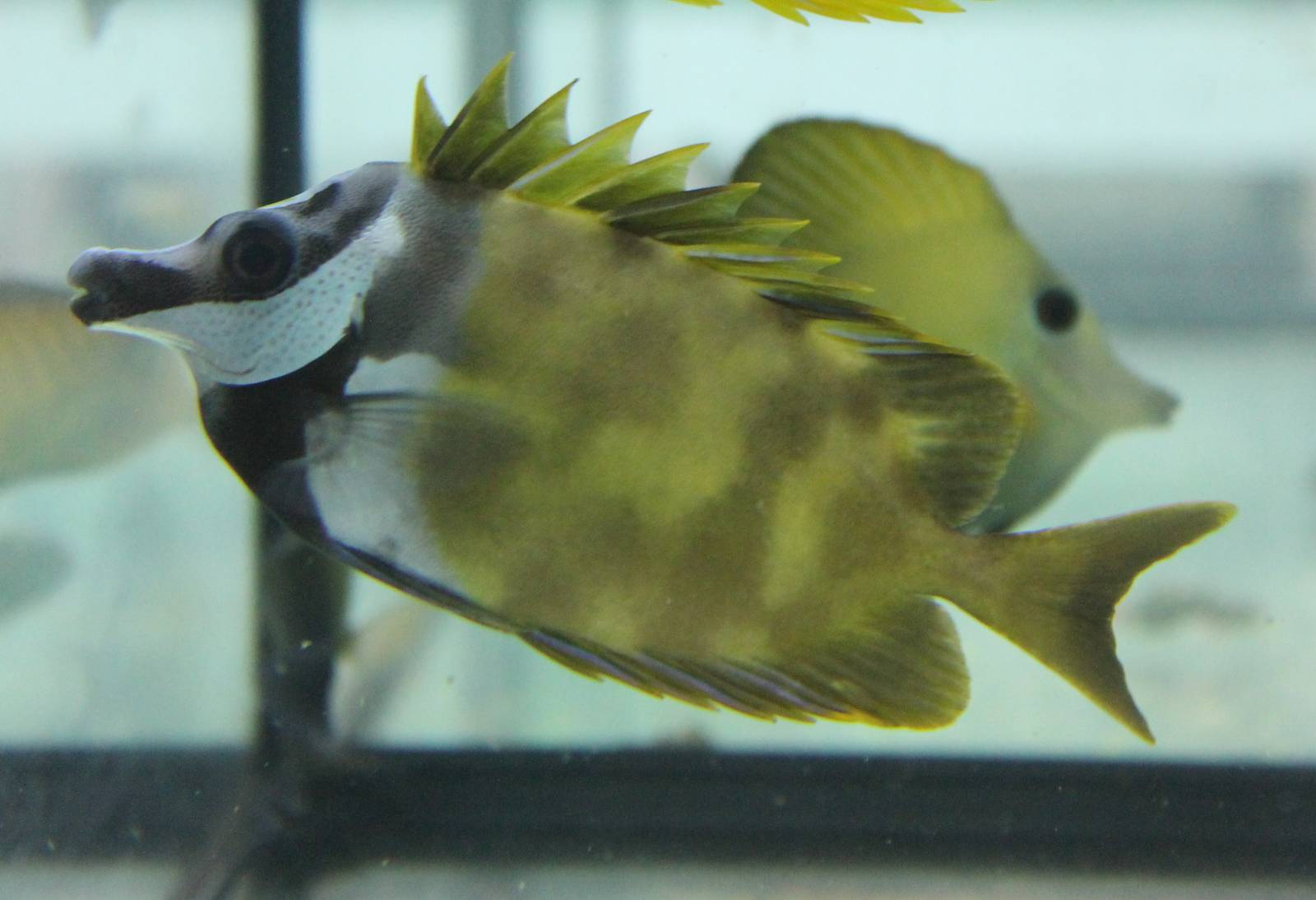Rabbitfish ID
