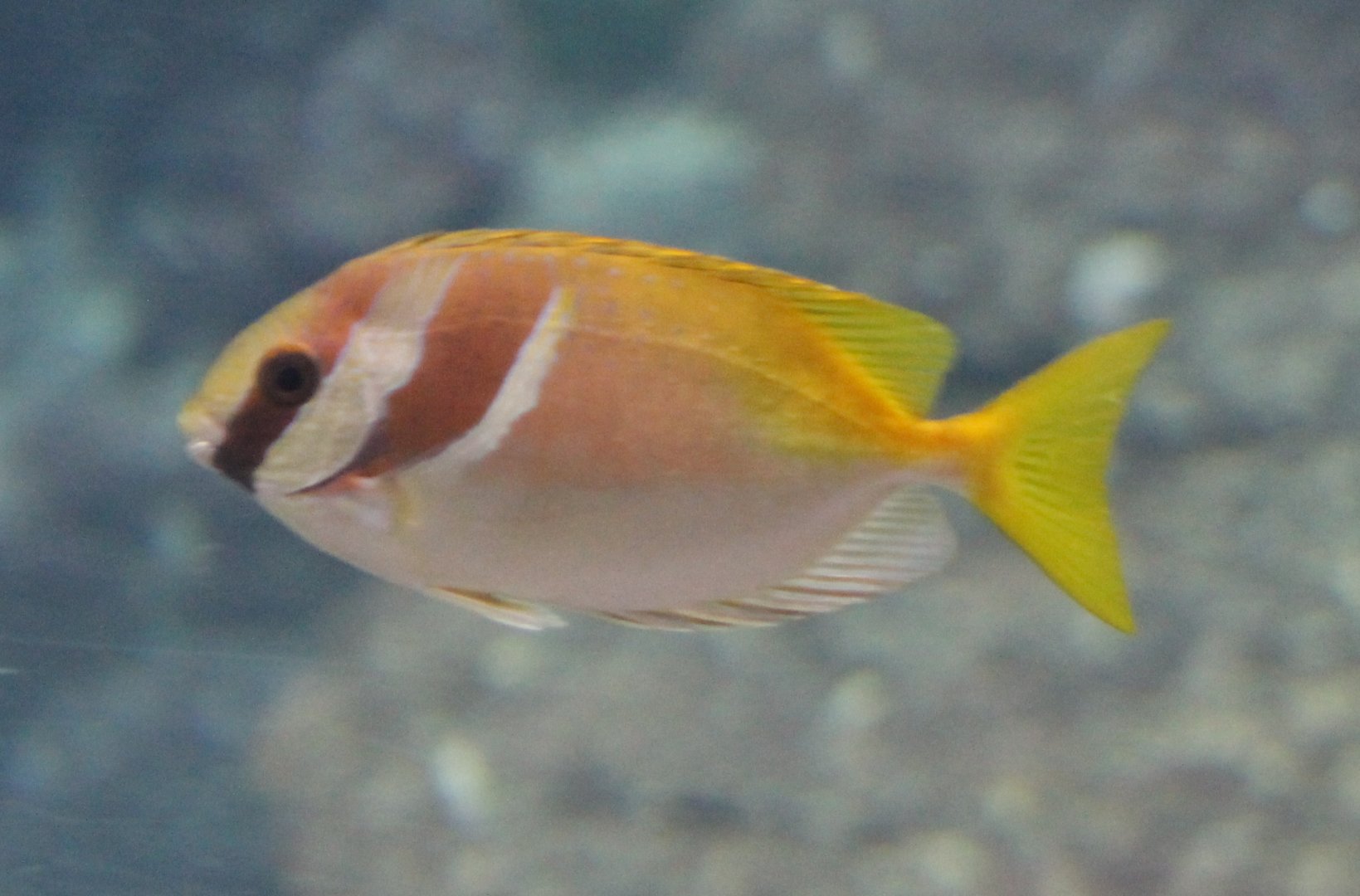 Rabbitfish ID