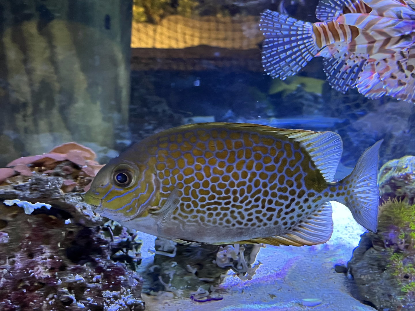 Rabbitfish ID