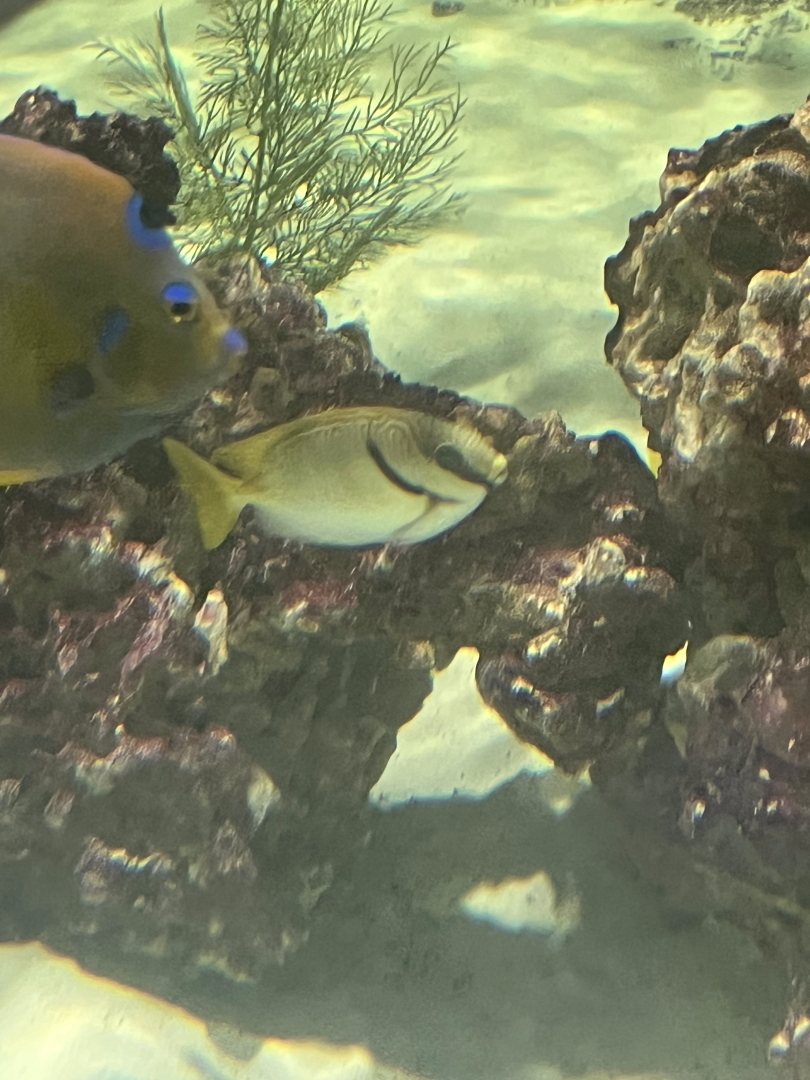 Rabbitfish ID