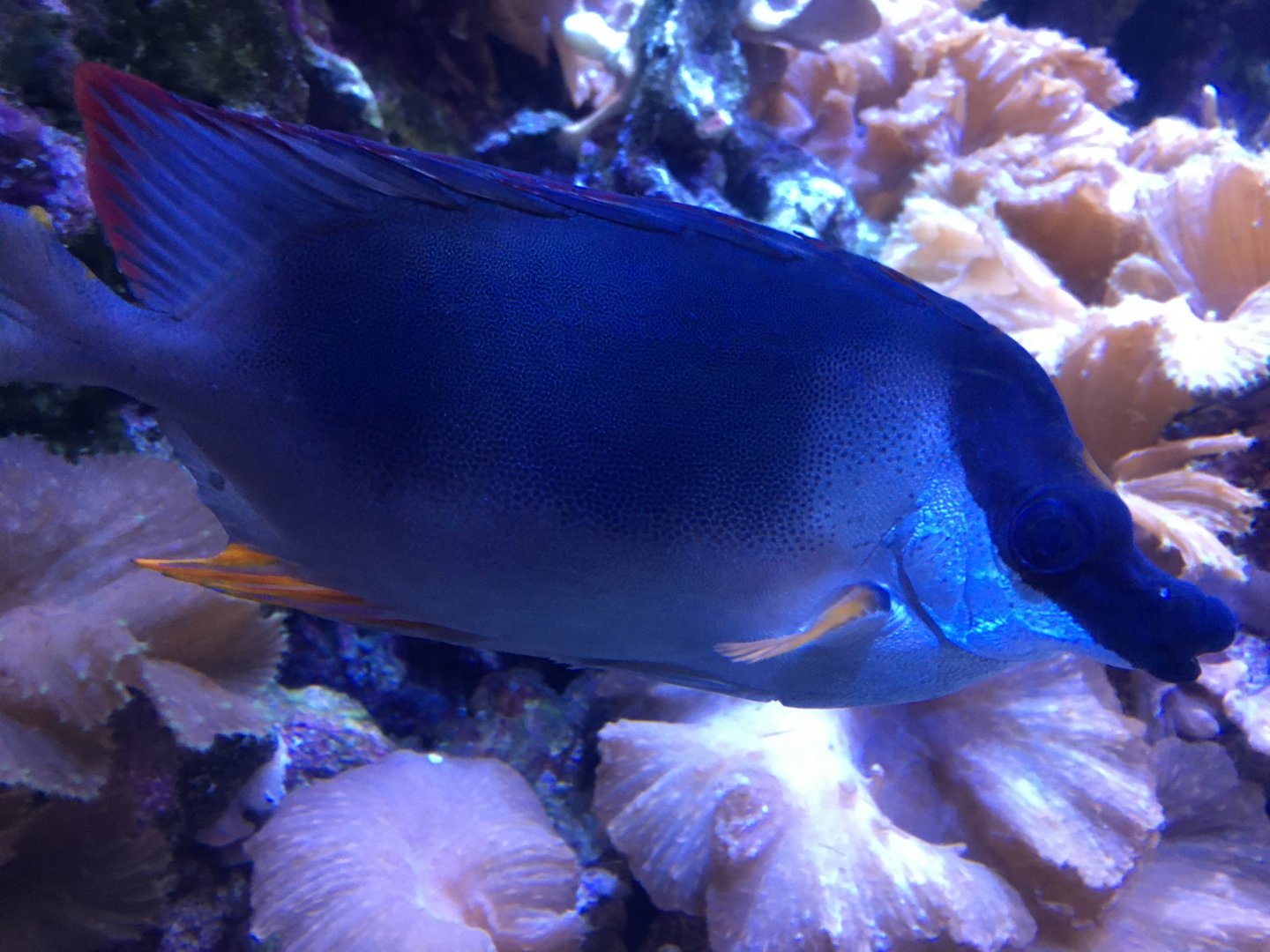 Rabbitfish ID?