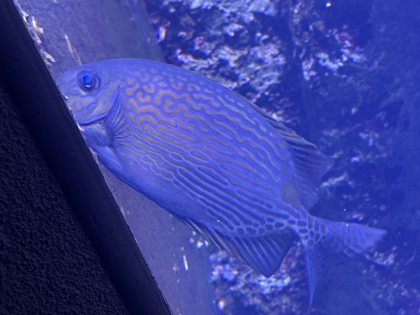 Rabbitfish ID?