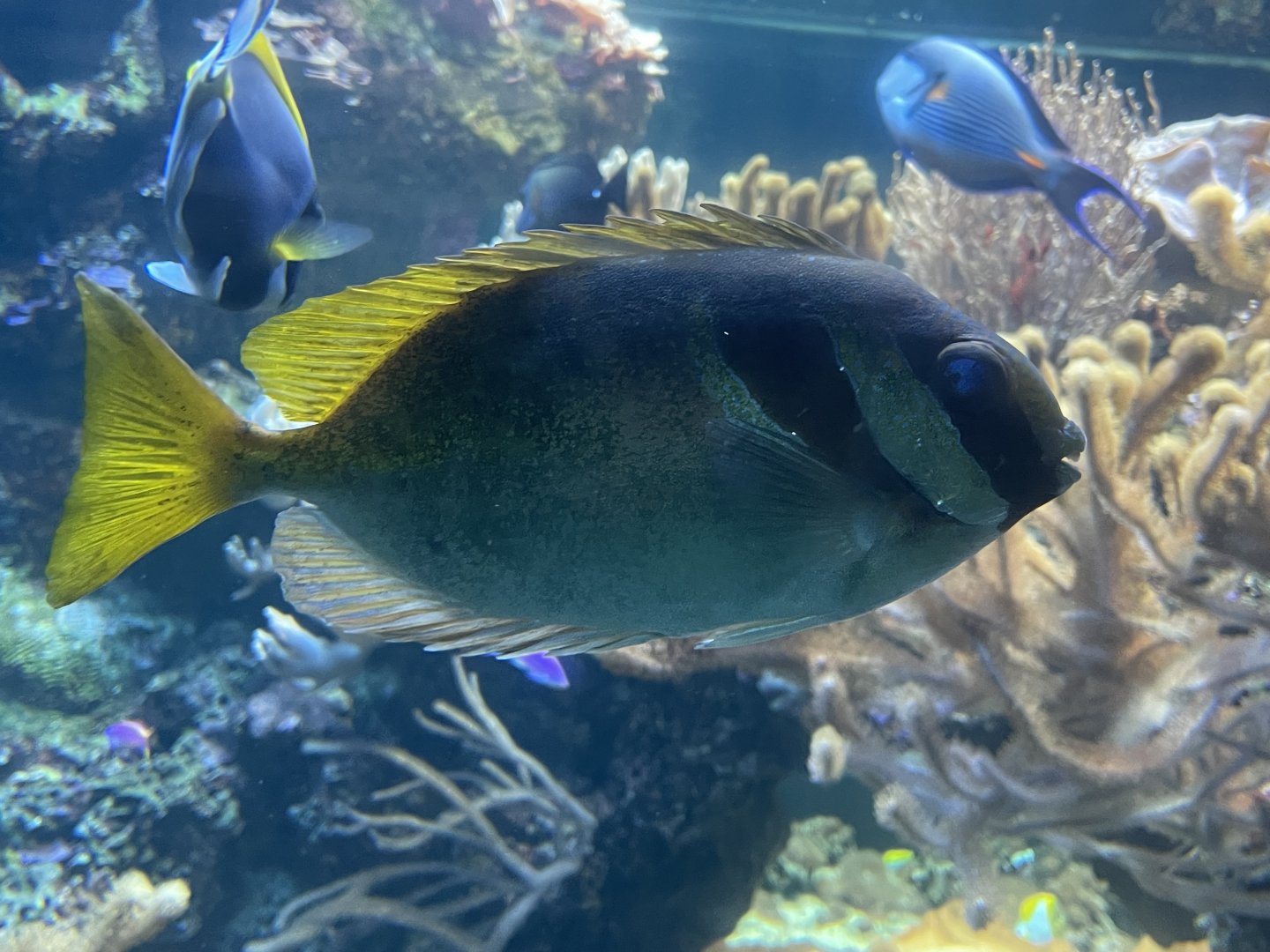 Rabbitfish ID?