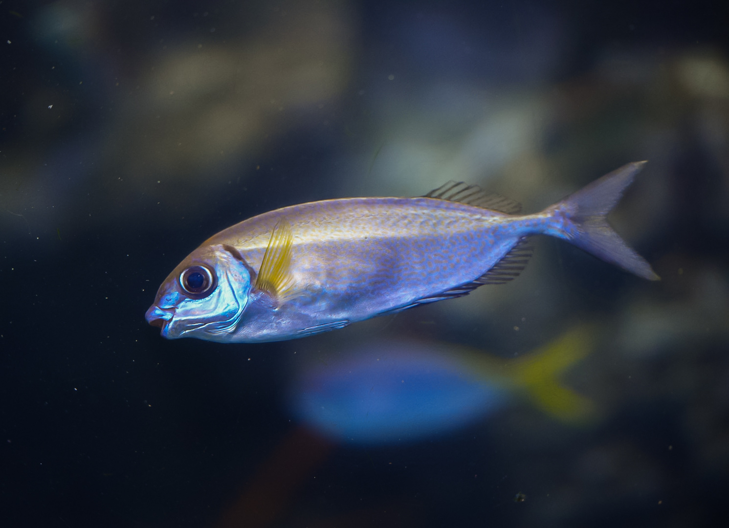 Rabbitfish relative?