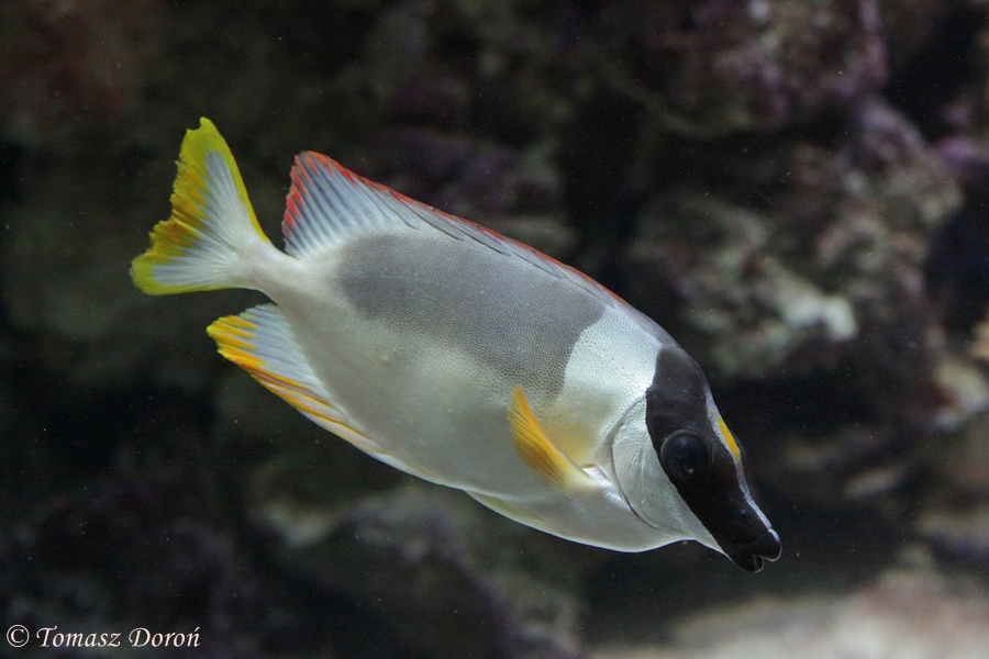 Rabbitfish (Siganus magnificus)