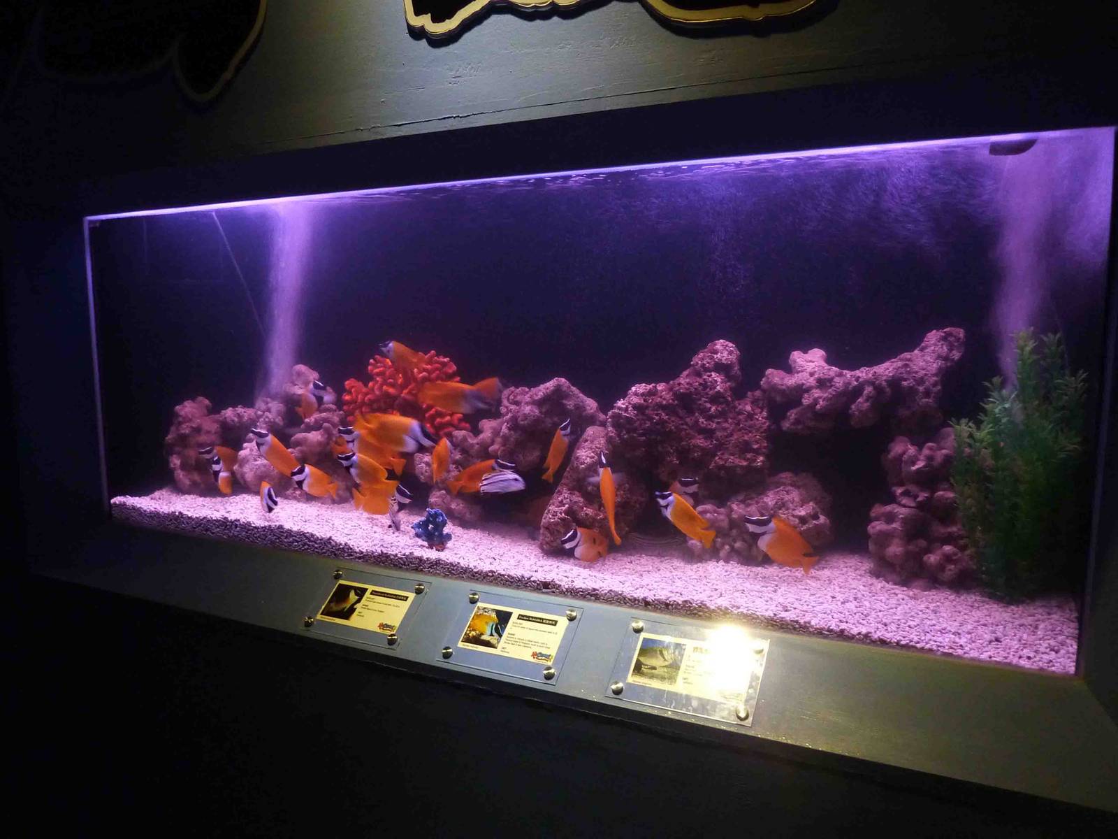 Rabbitfish tank, May 2013.