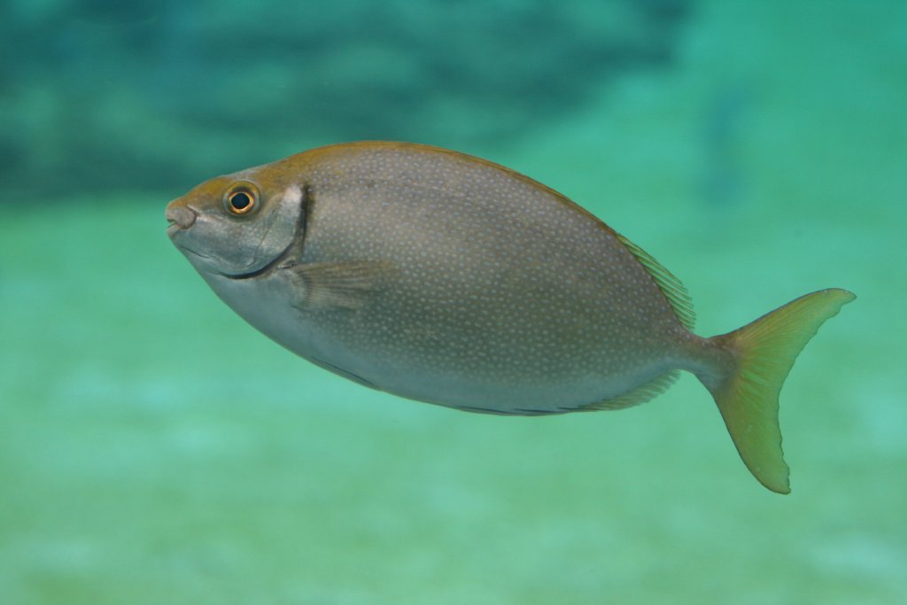 Rabbitfish