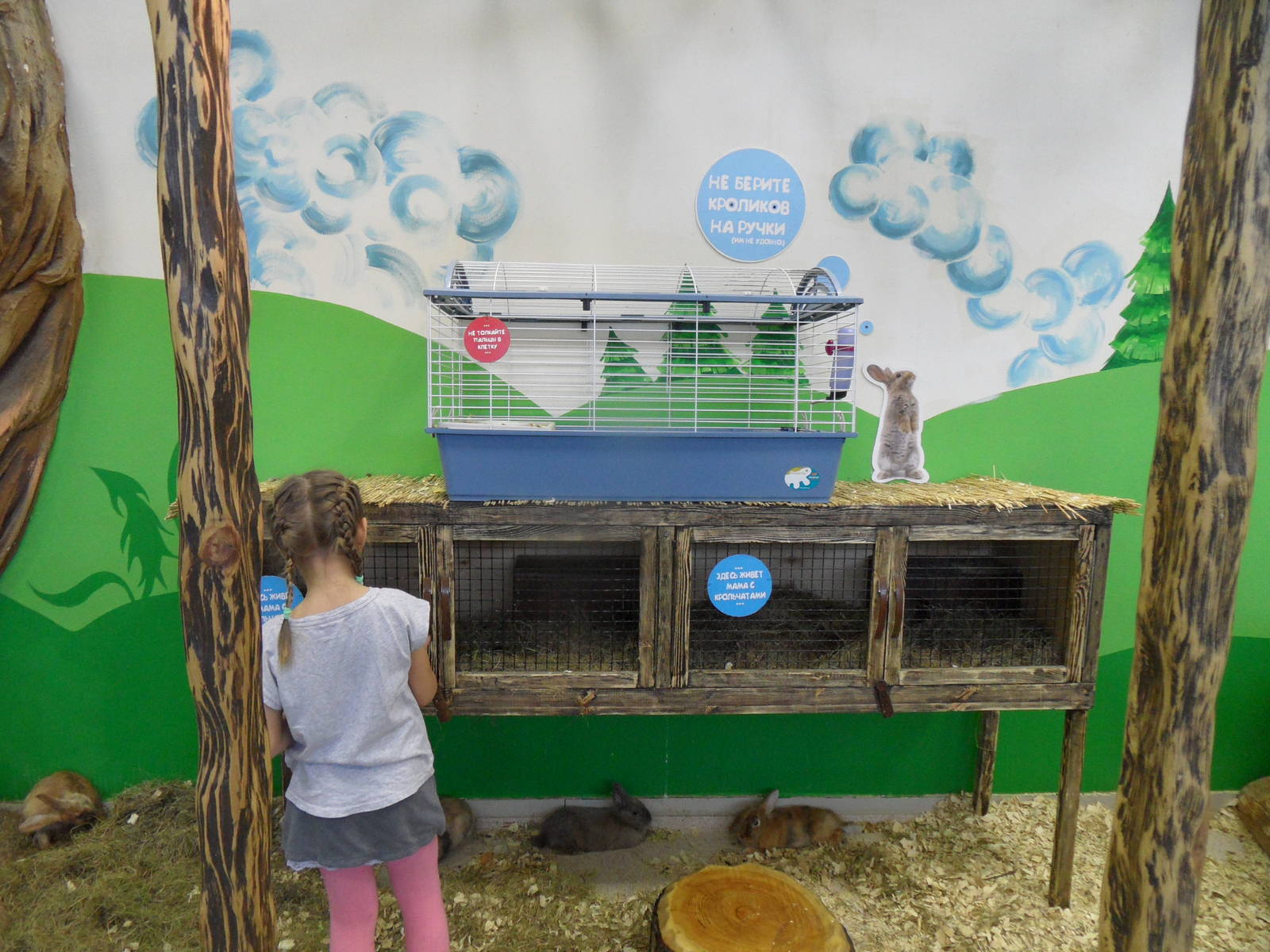 Rabbits and birthing cages