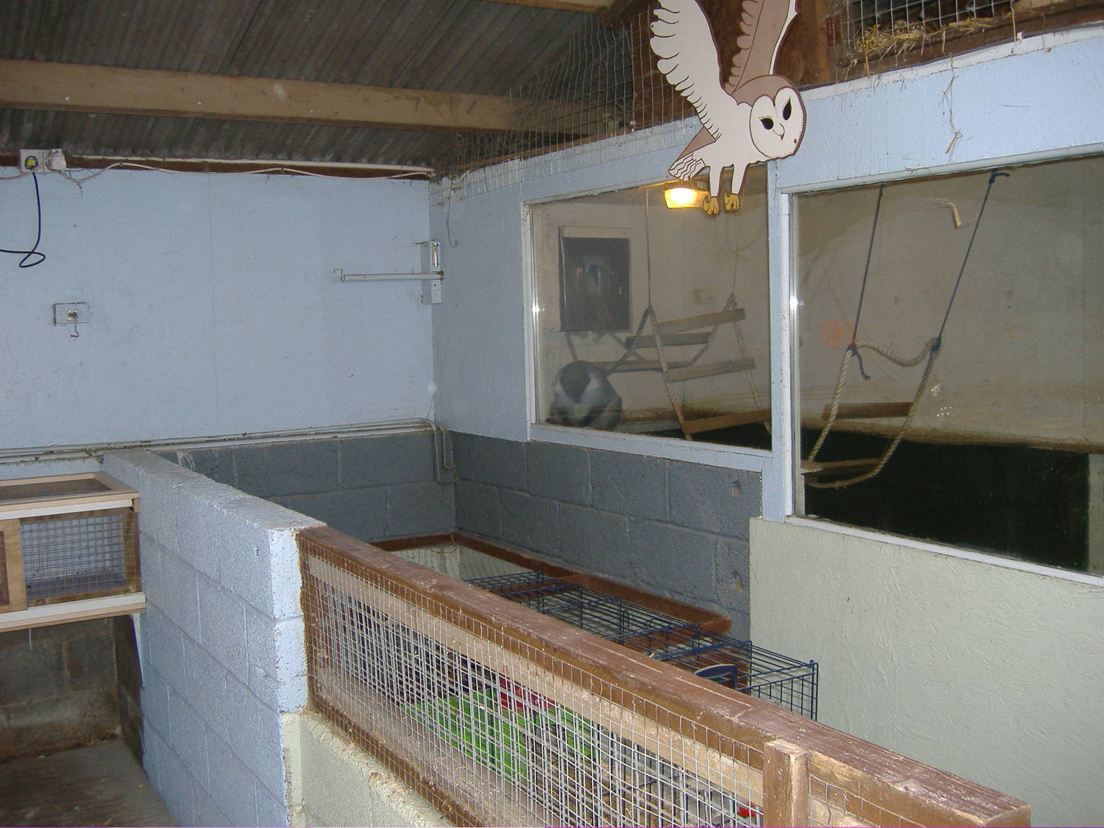 Rabbits and vervet monkey Animalarium