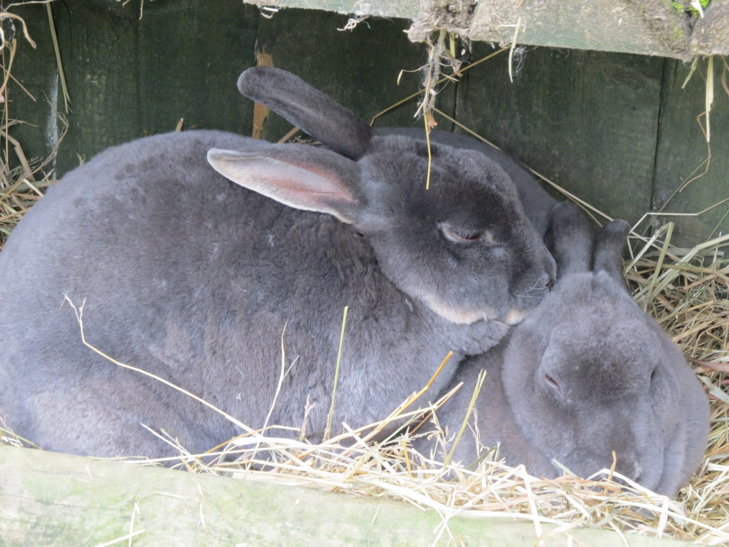 rabbits at petting zoo