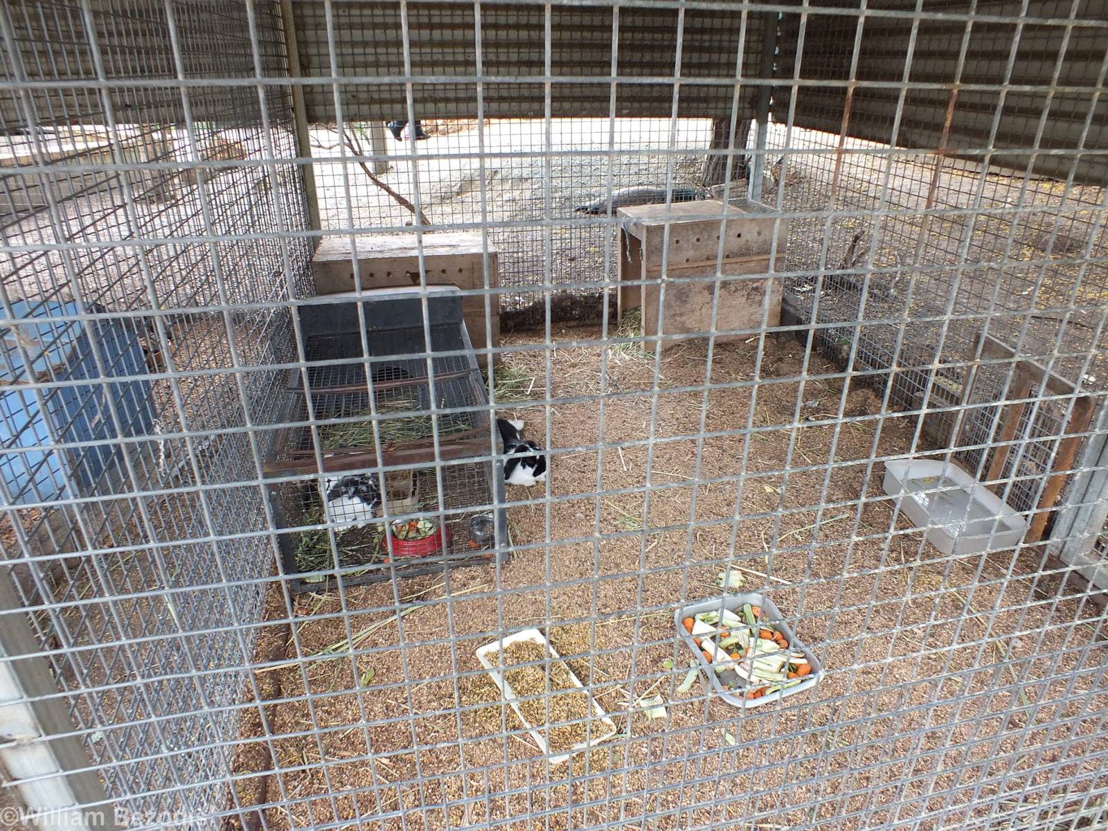 Rabbits for Sale - Cohunu Koala Park