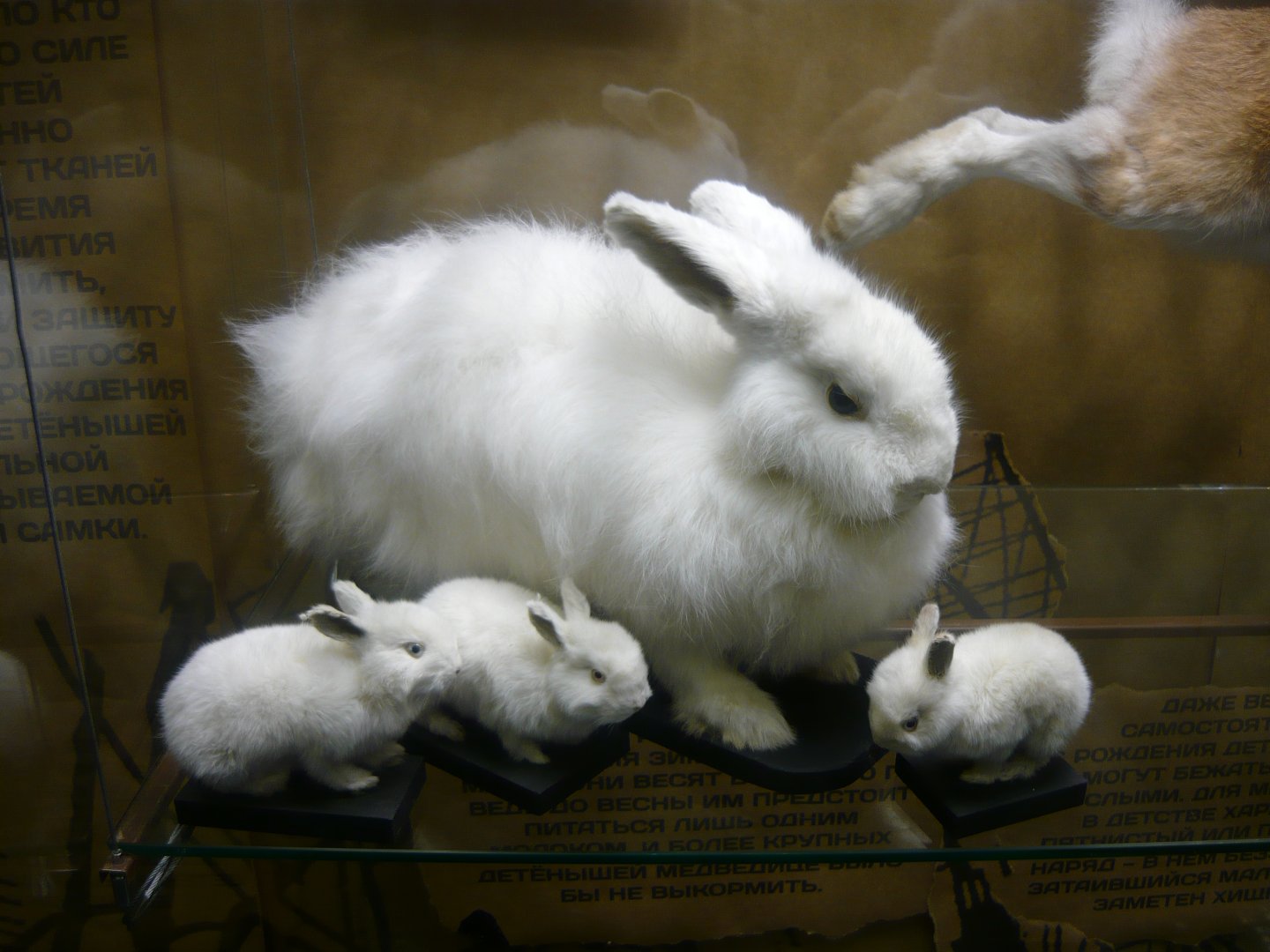 Rabbits