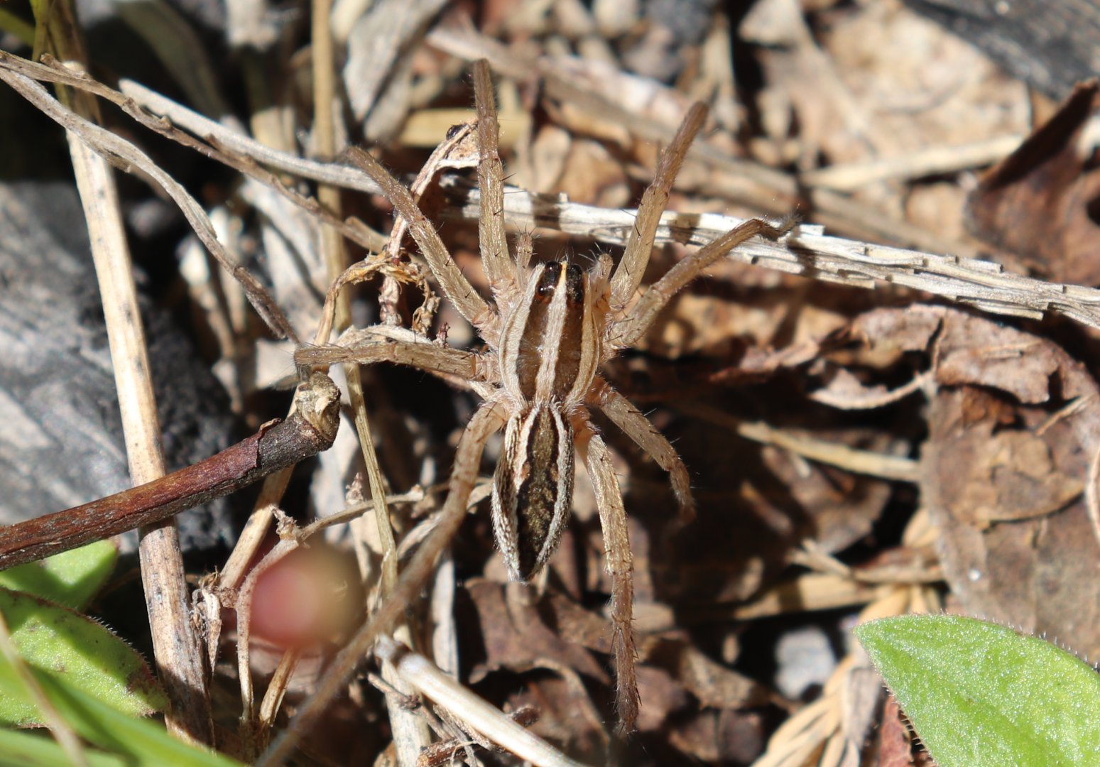 Rabid Wolf Spider (Rabidosa rabida)