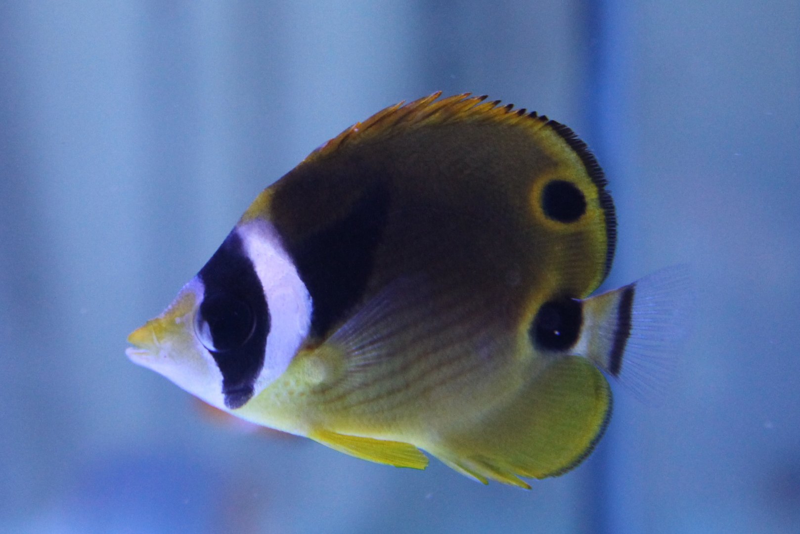 Raccon butterflyfish - Chaetodon lunula
