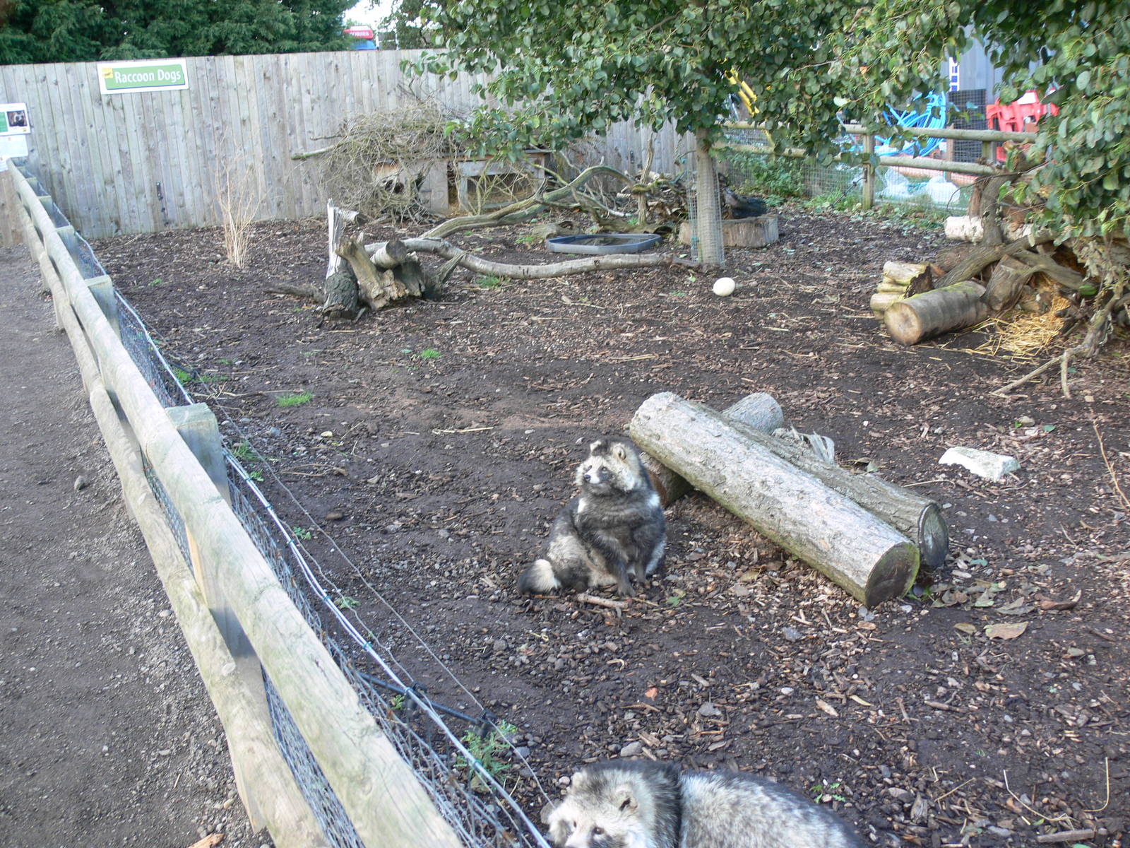 Raccon Dog exhibit at Yorkshire WP 01/11/12