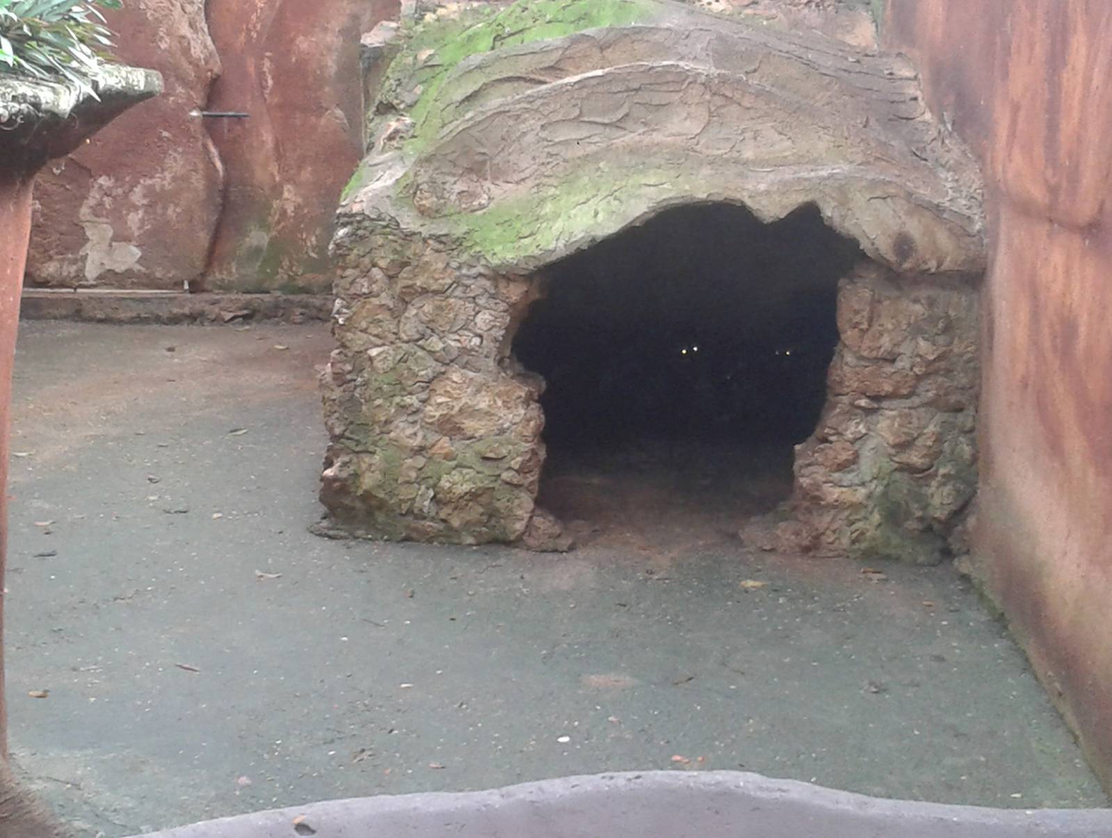 Raccon enclosure