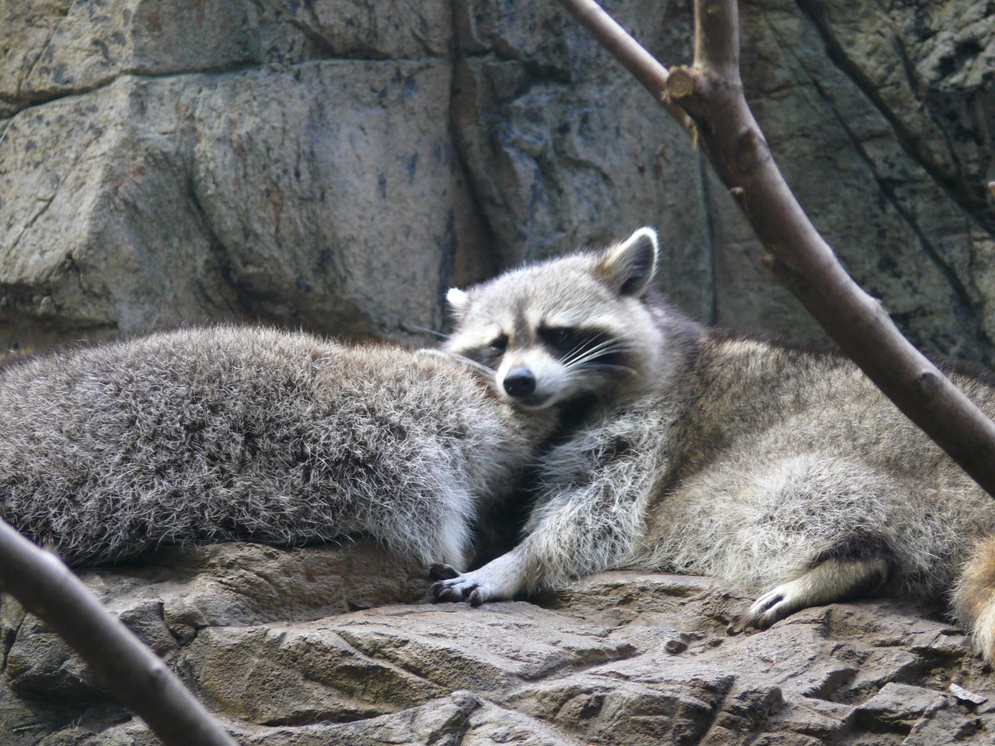 Raccoon - 03-09-2020