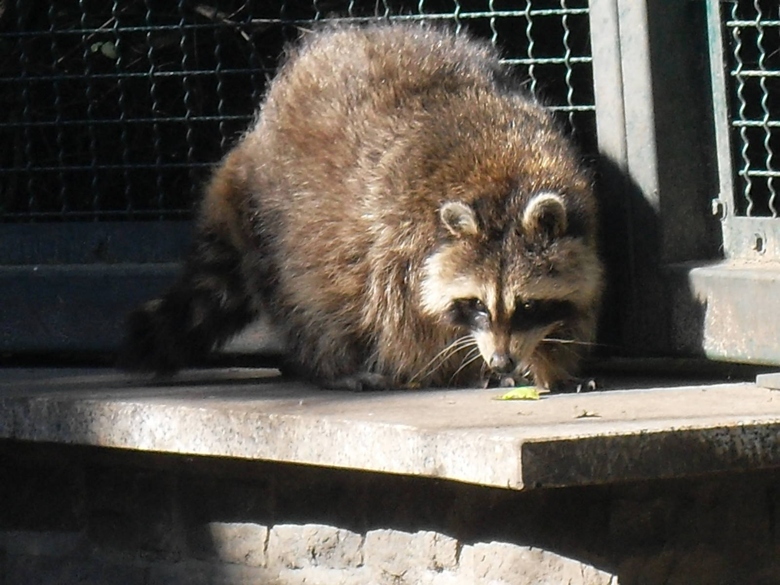 raccoon 050910