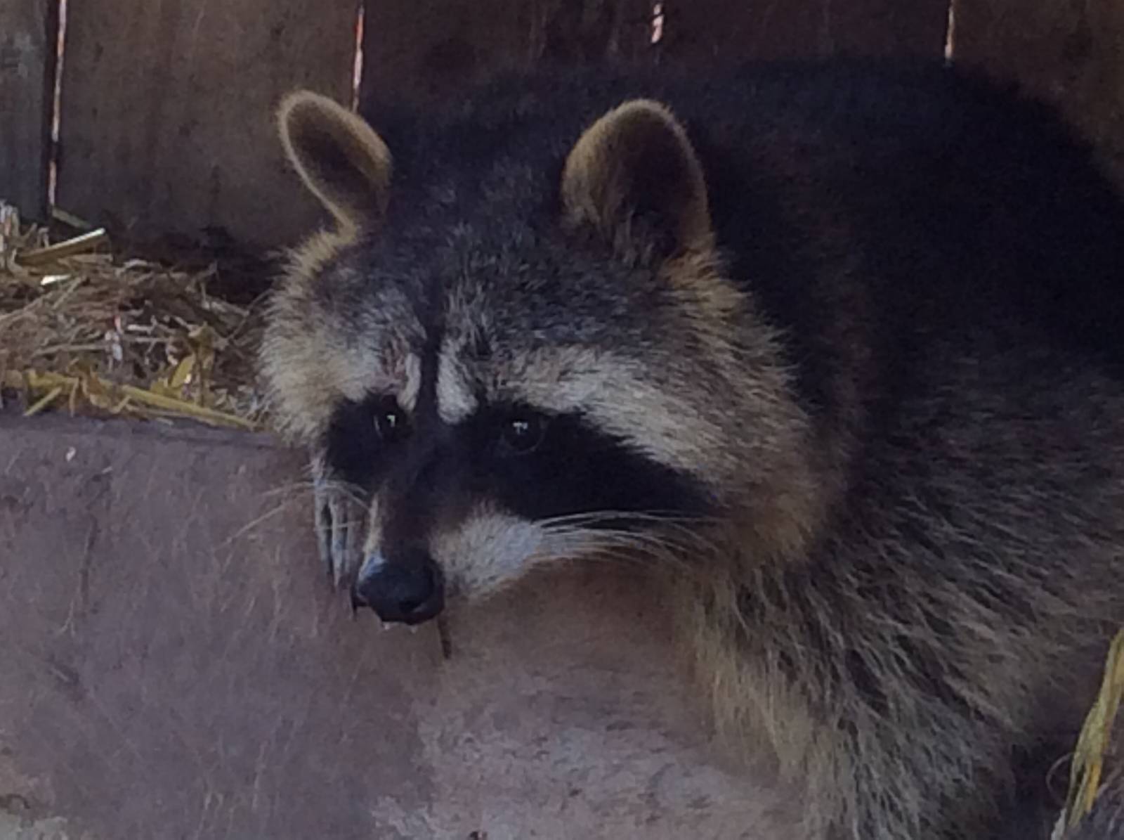 Raccoon 090314
