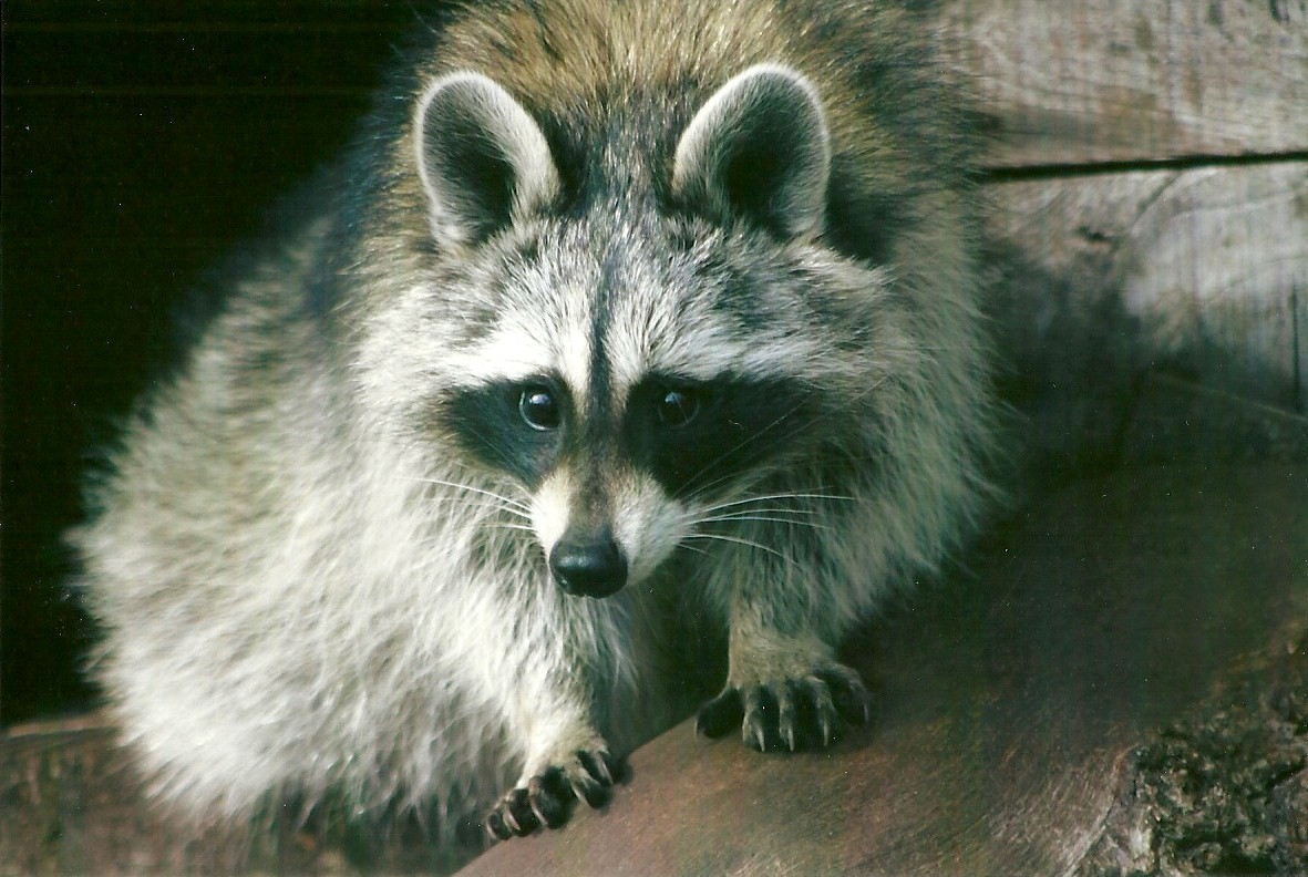 Raccoon 11th September 2012