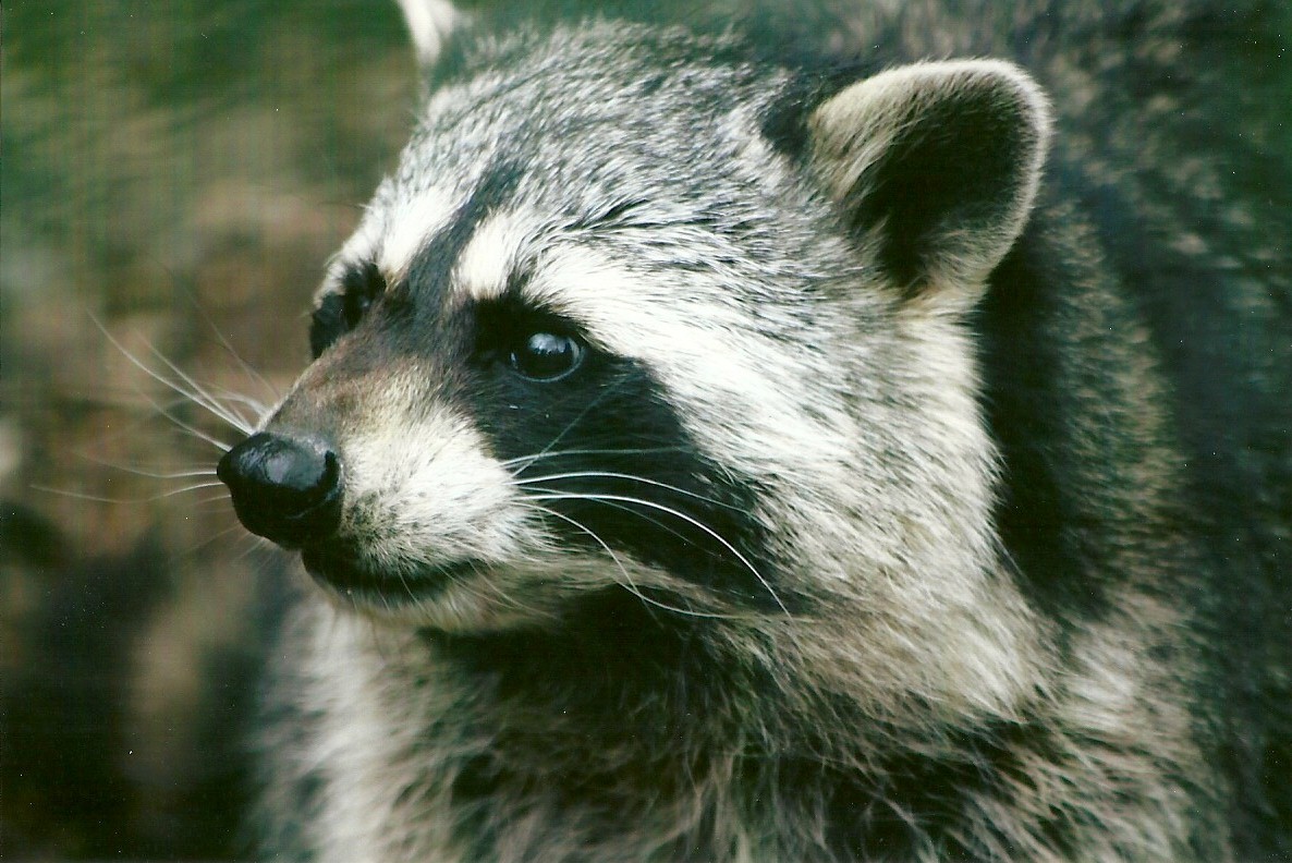 Raccoon 11th September 2012