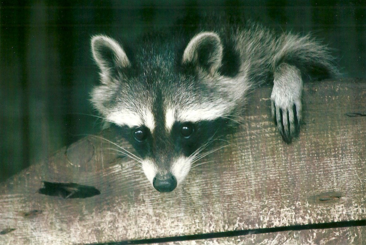 Raccoon 11th September 2012