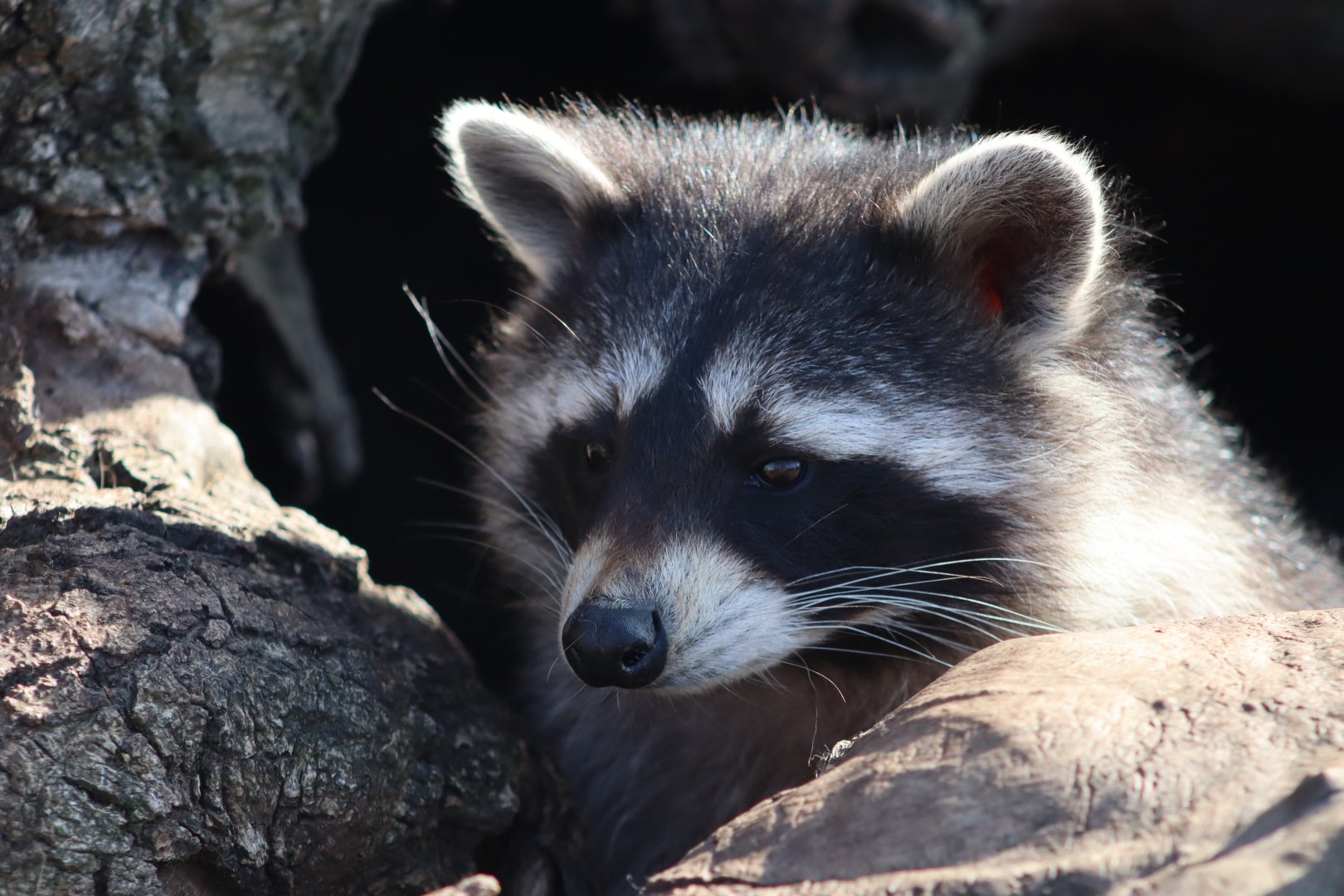 Raccoon - 12 September 2020