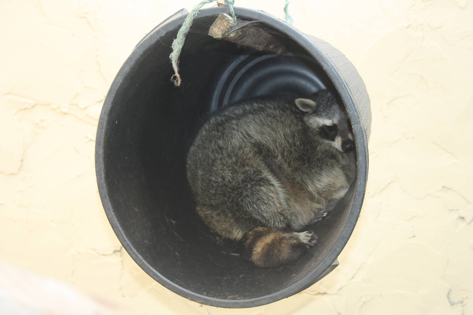 Raccoon, 23rd September 2014