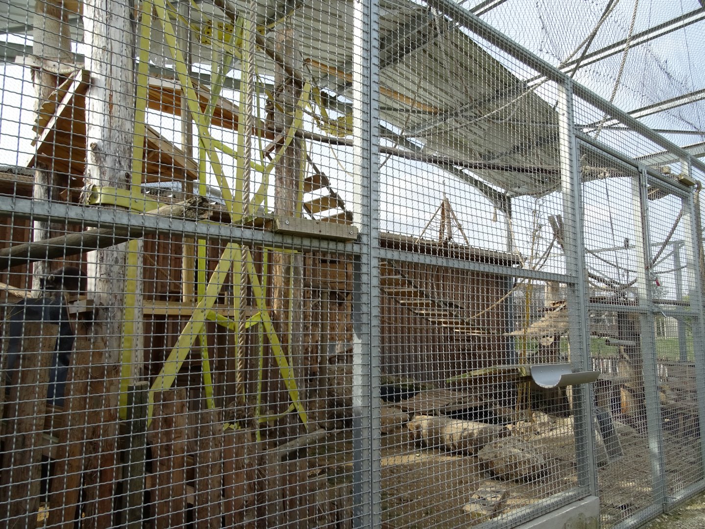 Raccoon and brown capuchin exhibit