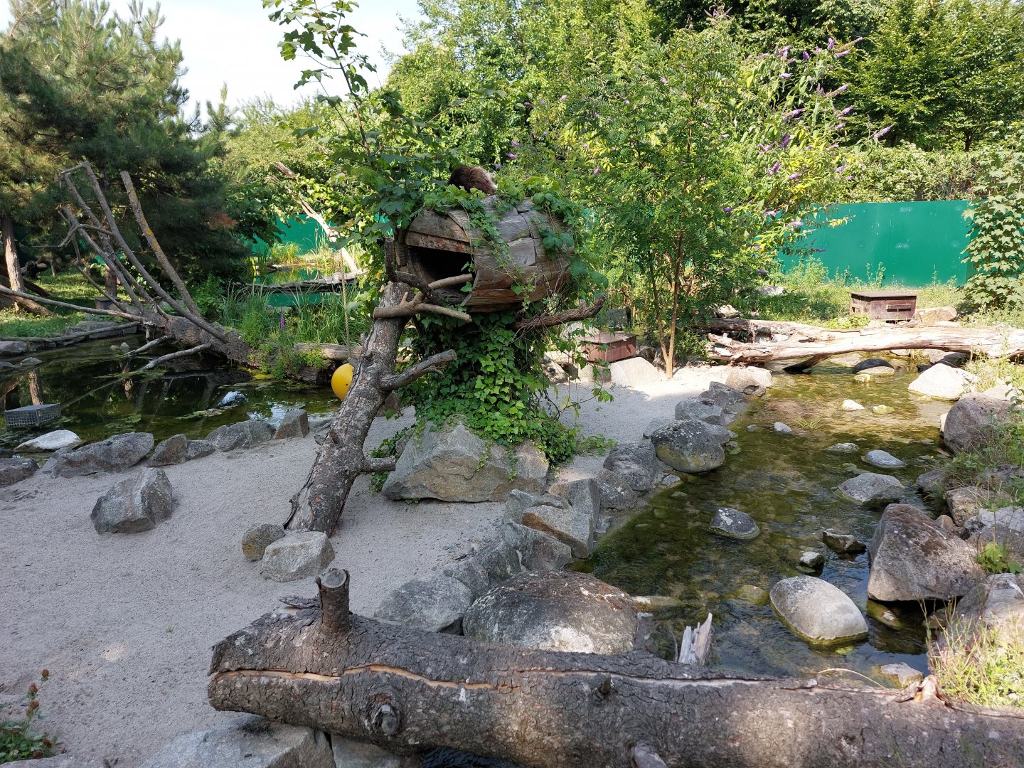 Raccoon and European mink exhibit